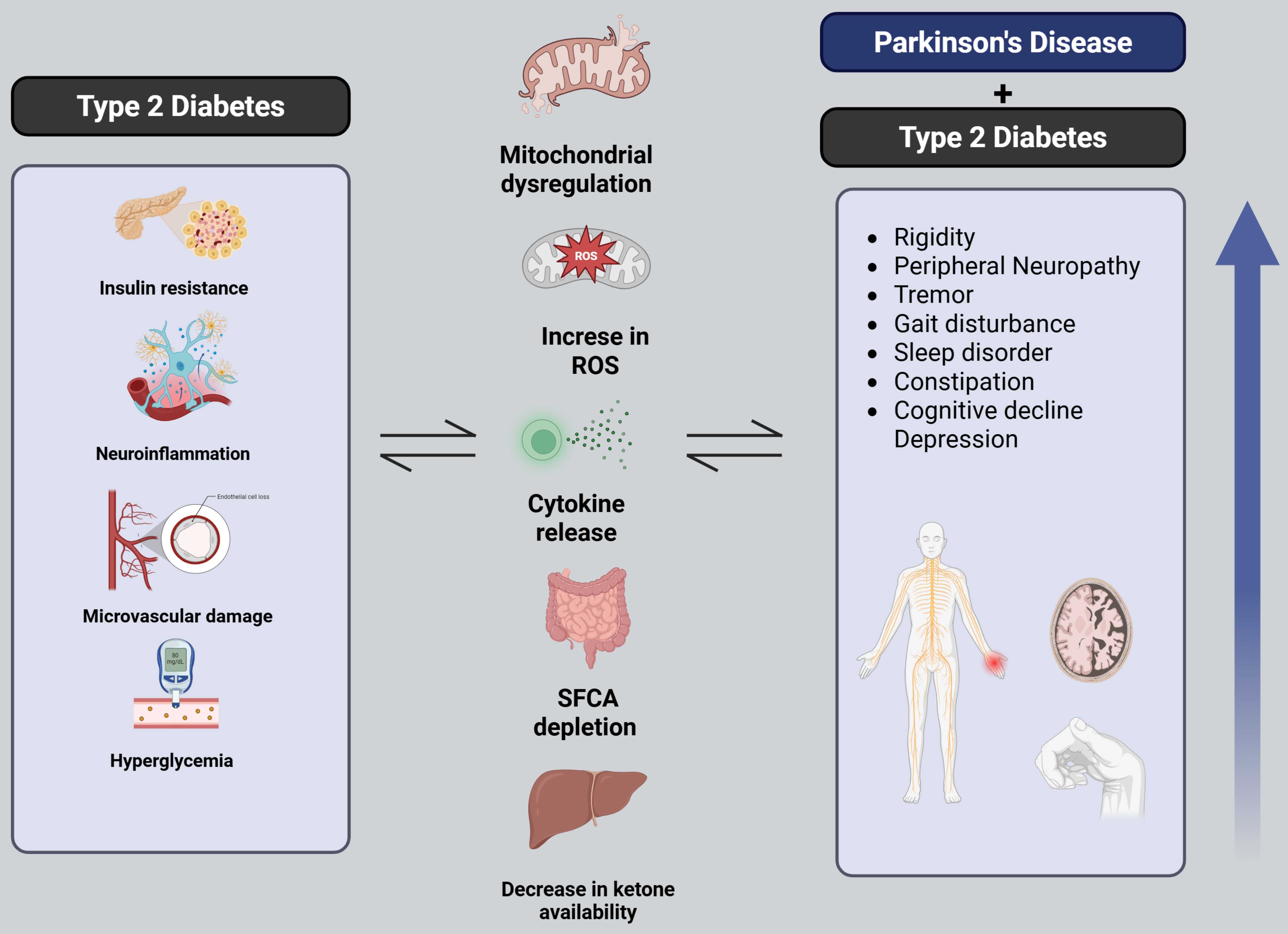 Influence of type 2 diabetes on Parkinson’s disease: emerging insights into pathogenesis and progression