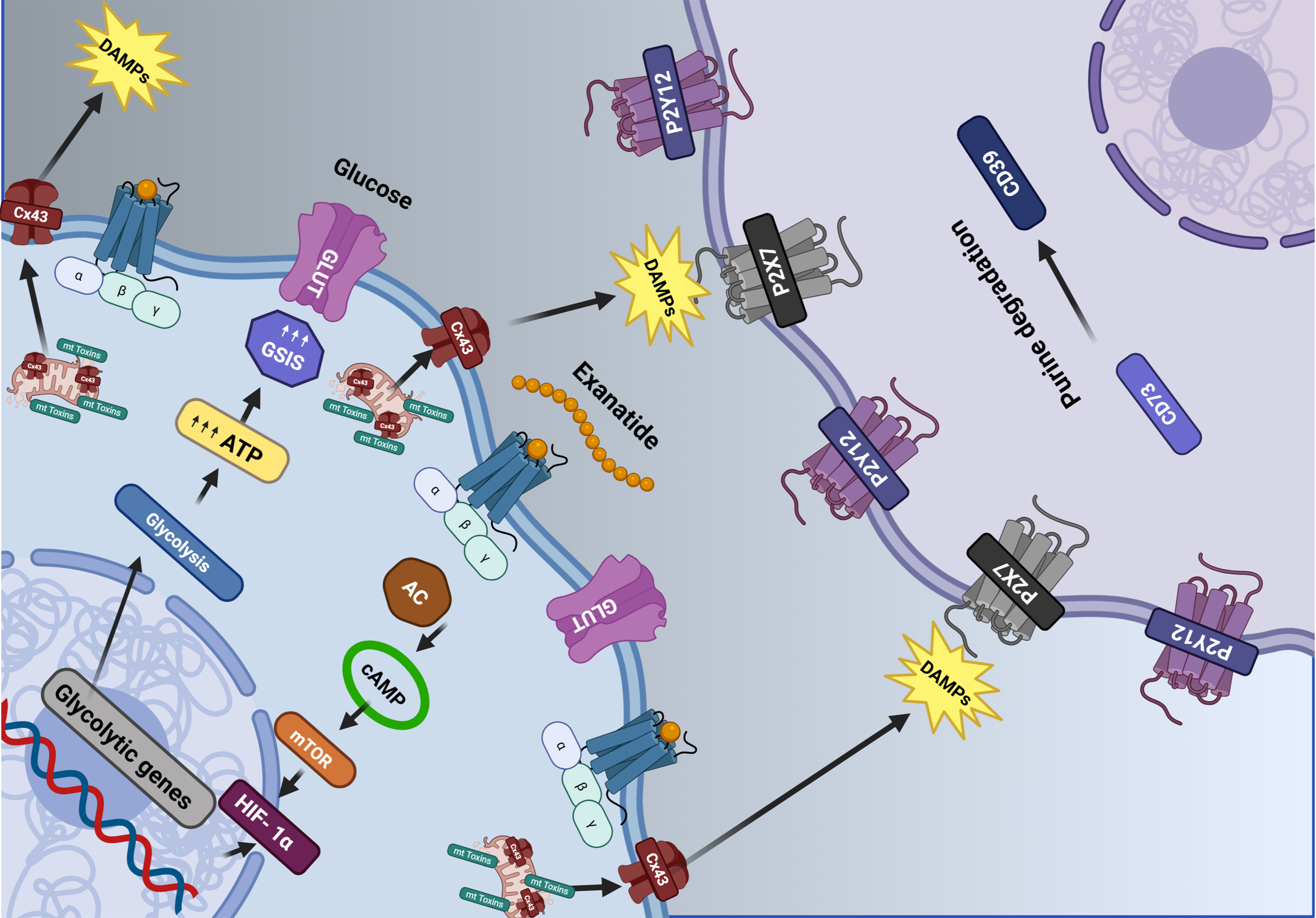 Influence of type 2 diabetes on Parkinson’s disease: emerging insights into pathogenesis and progression