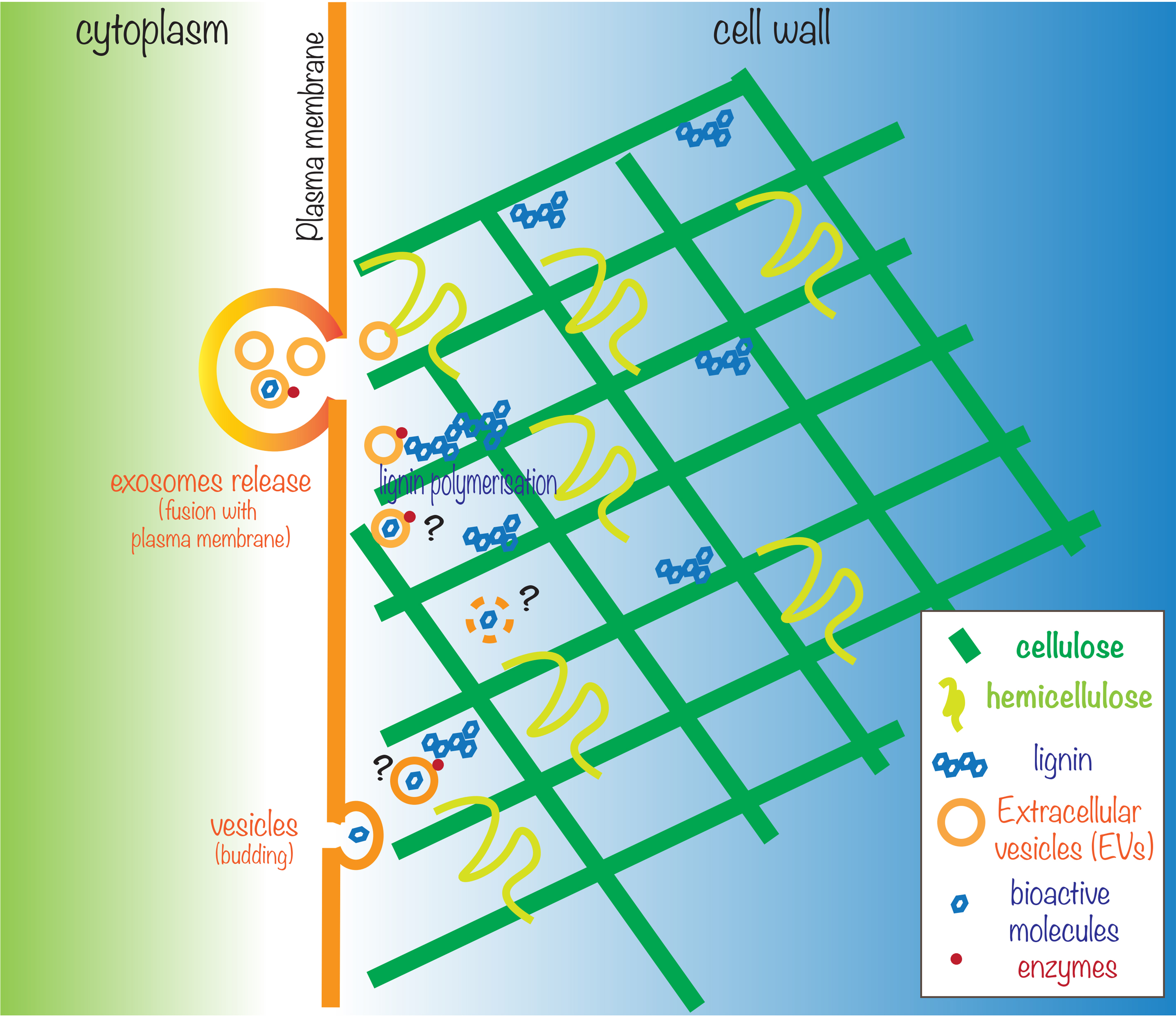 The role of plant extracellular vesicles in cell wall remodeling