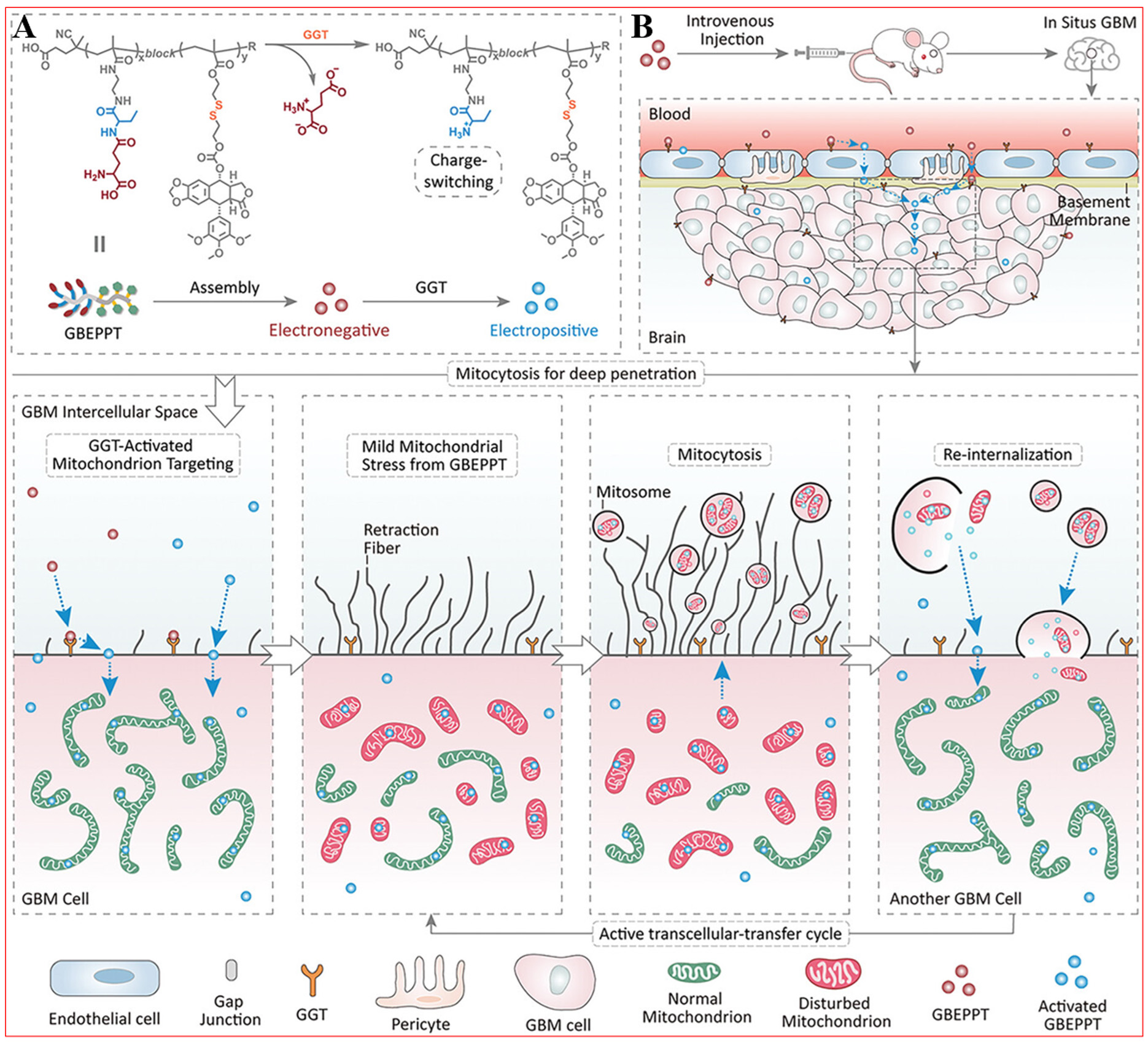 Bench-to-bedside translation of podophyllotoxin-based nanomedicines for cancer treatment: utopias and reality?
