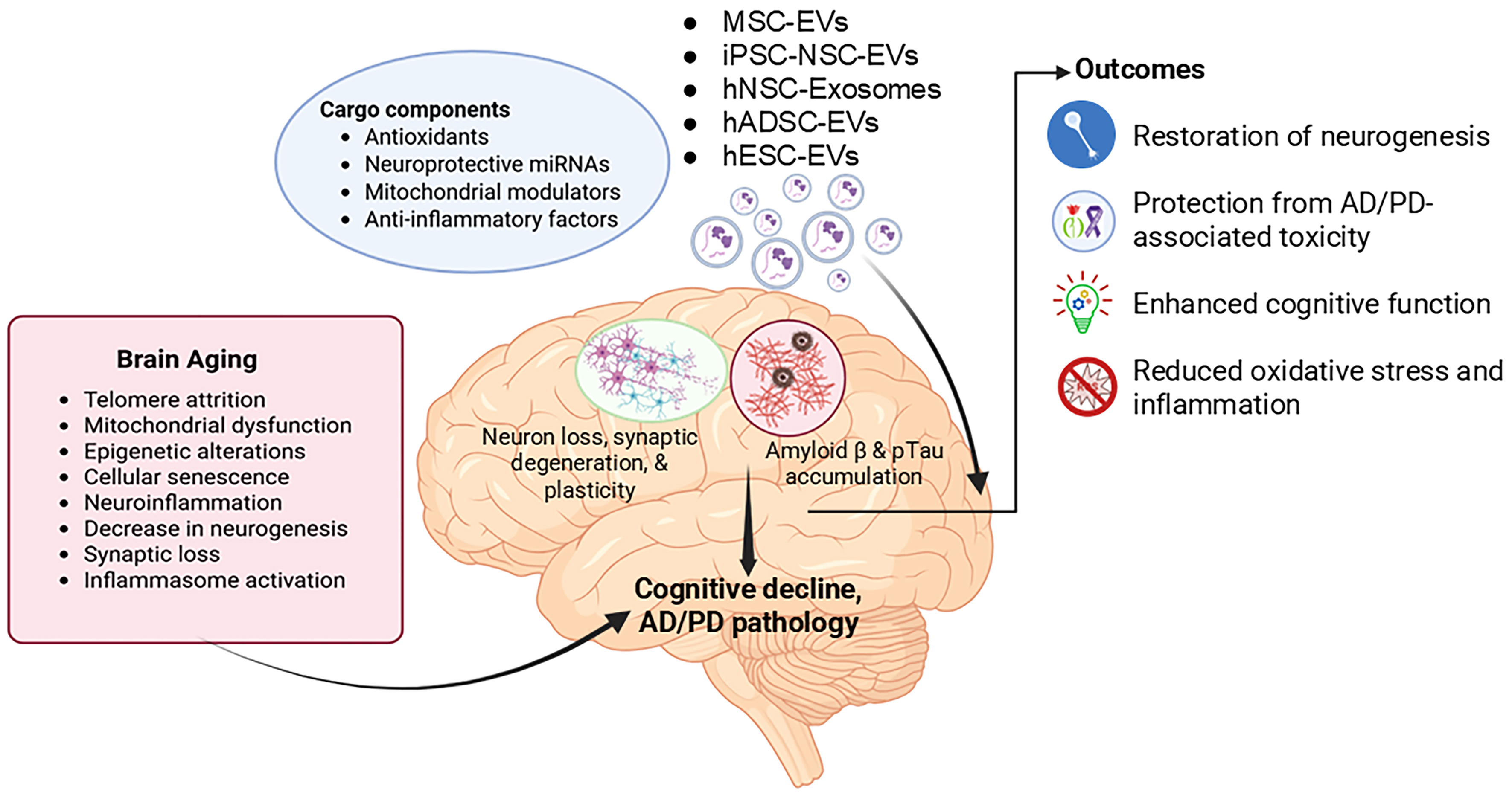 Stem-cell-derived extracellular vesicles in neurodegeneration and neuroaging: therapeutic potential and challenges