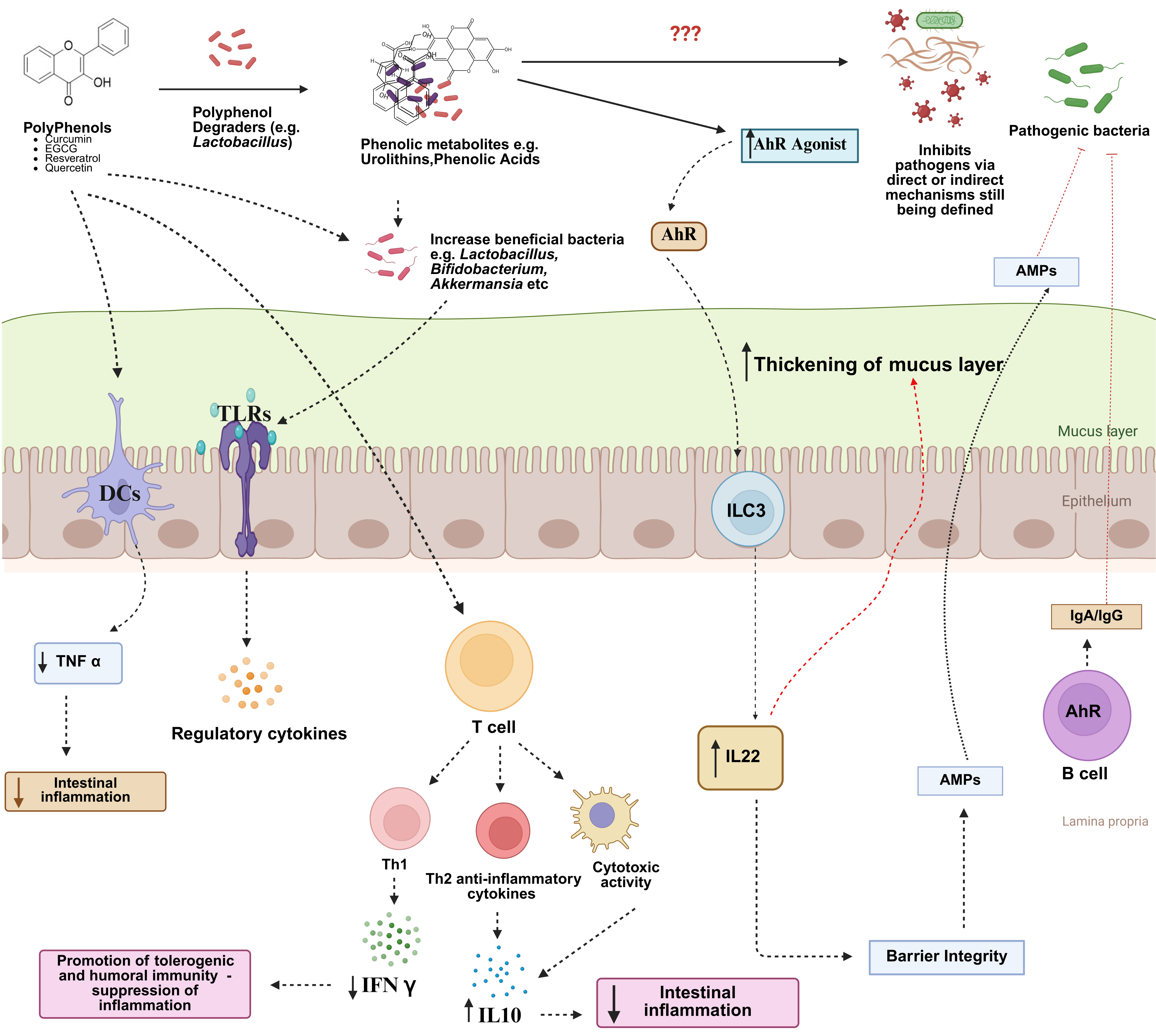 Immunomodulatory properties of dietary polyphenols: a role for combating infections at mucosal surfaces?