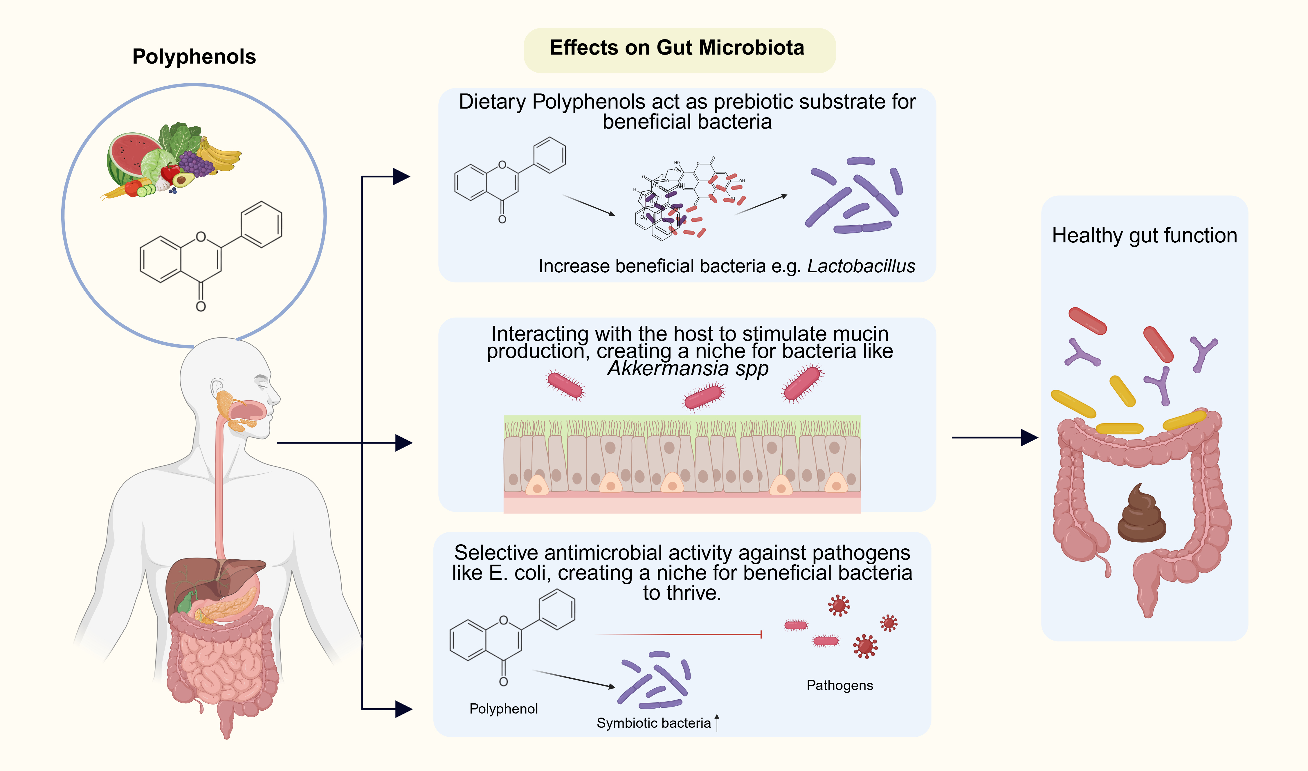 Immunomodulatory properties of dietary polyphenols: a role for combating infections at mucosal surfaces?