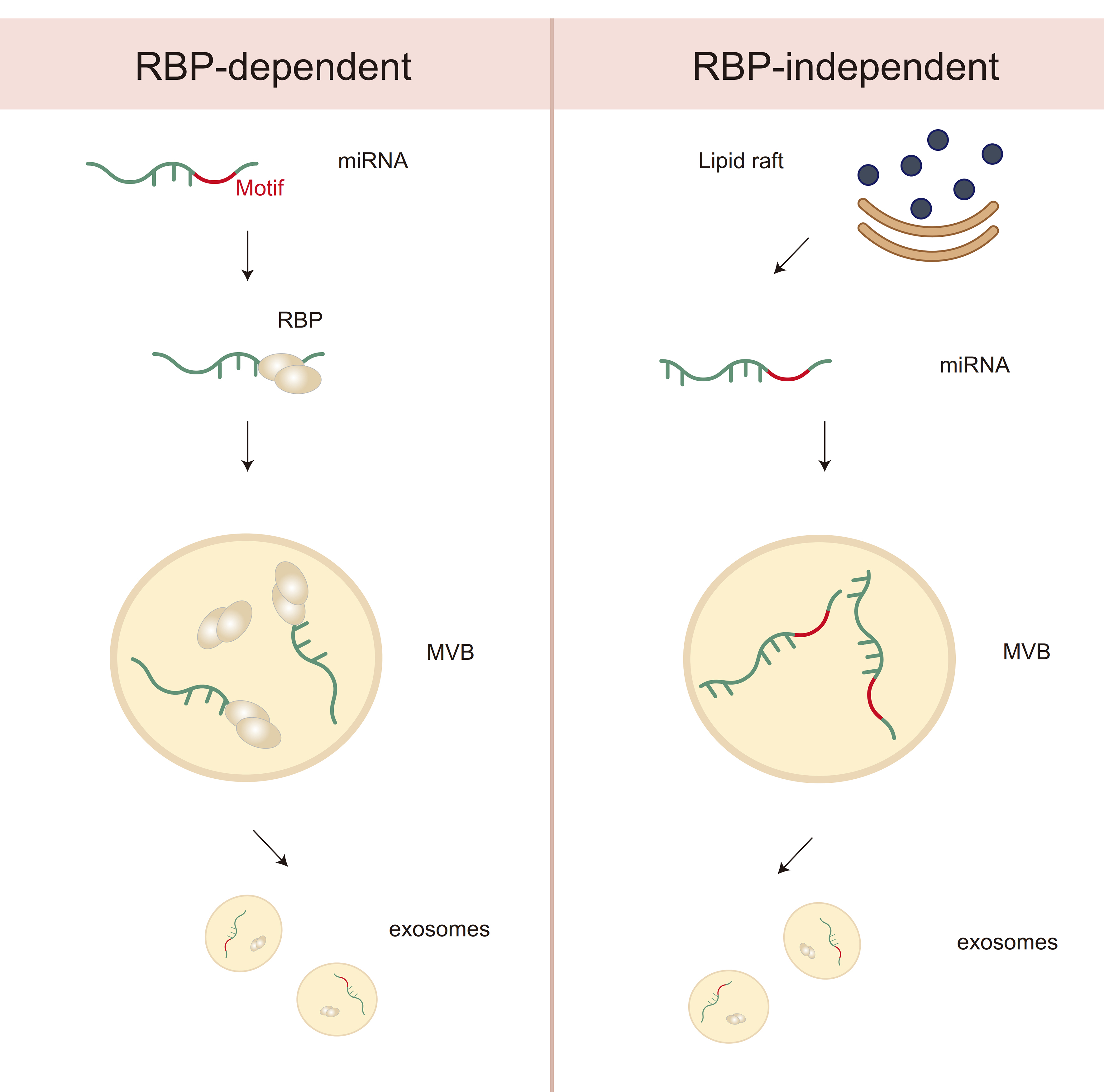 Exosome miRNA sorting controlled by RNA-binding protein-motif interactions