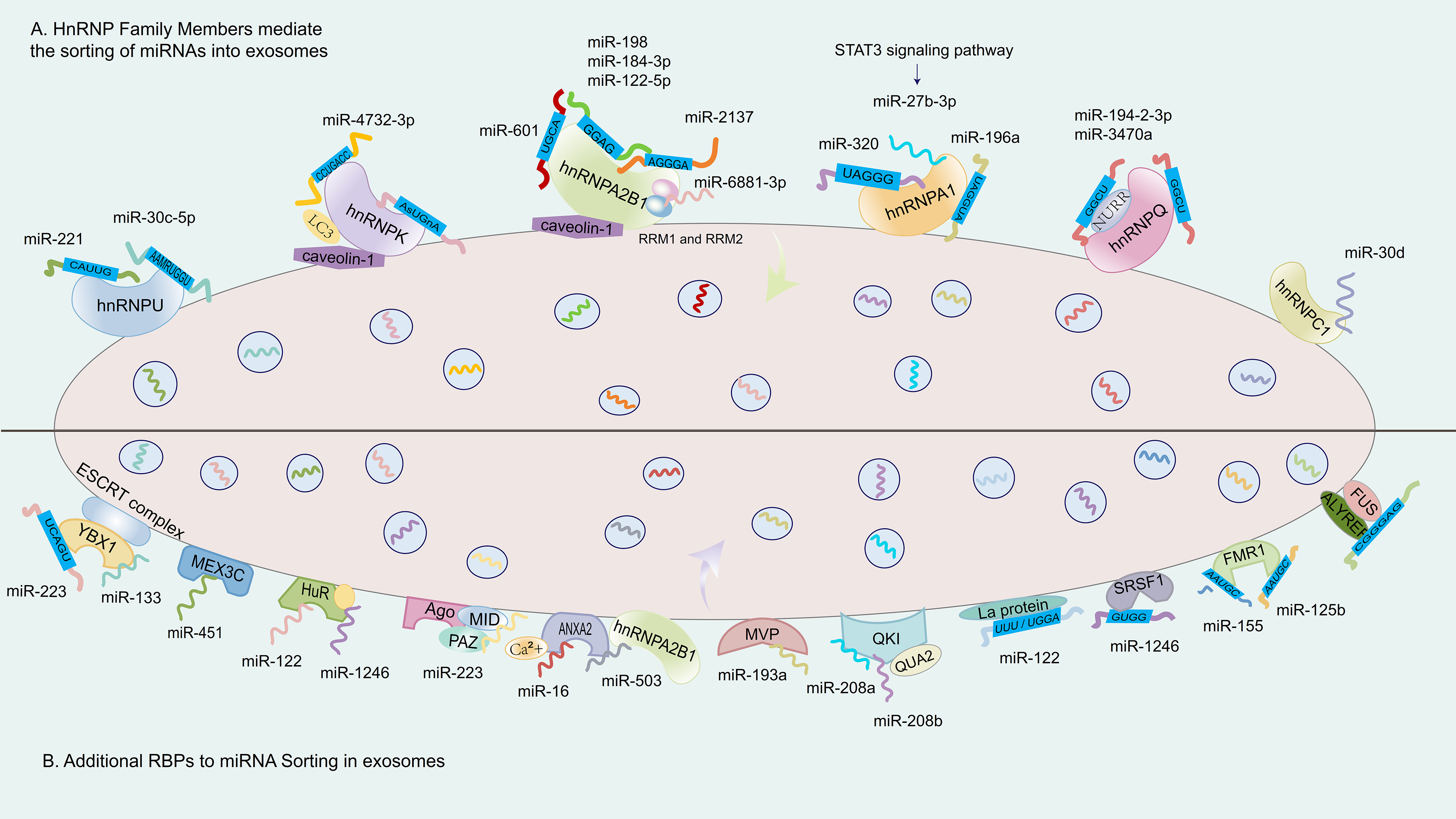 Exosome miRNA sorting controlled by RNA-binding protein-motif interactions