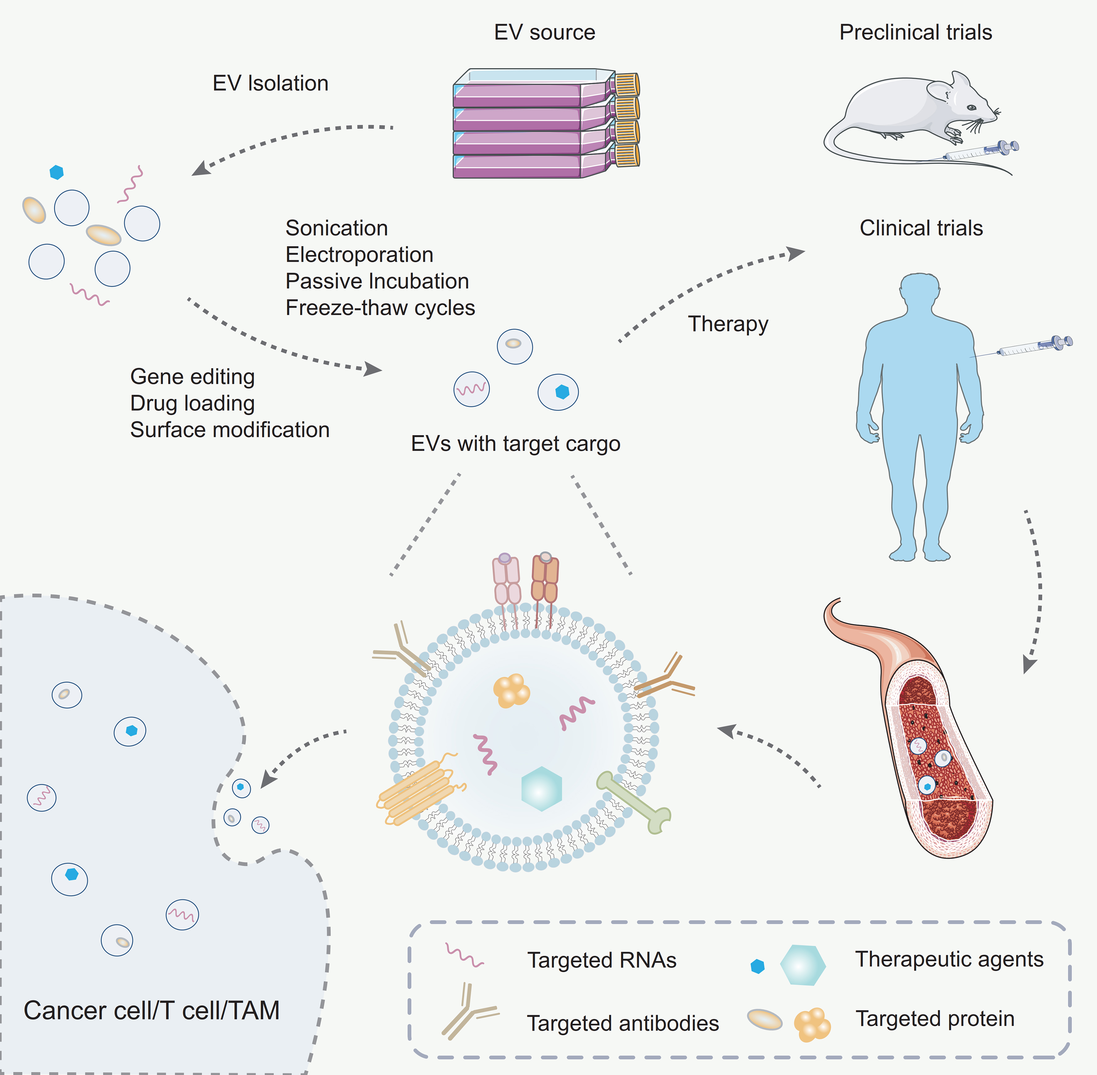 Exosome miRNA sorting controlled by RNA-binding protein-motif interactions