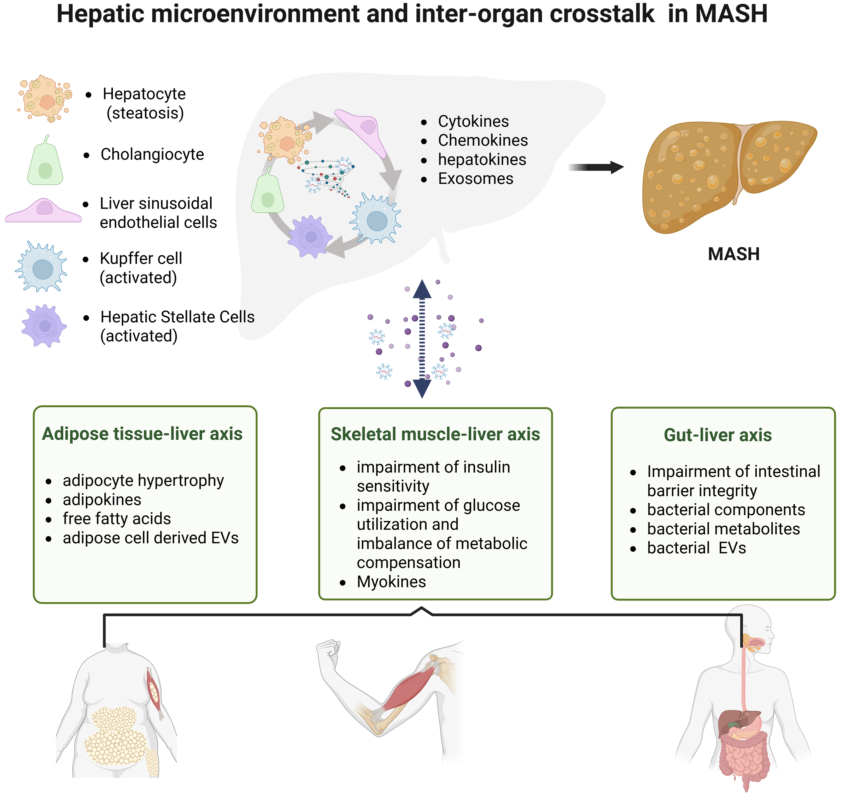 Beyond the liver: targeting the hepatic microenvironment and multi-organ networks for innovative MASH therapy