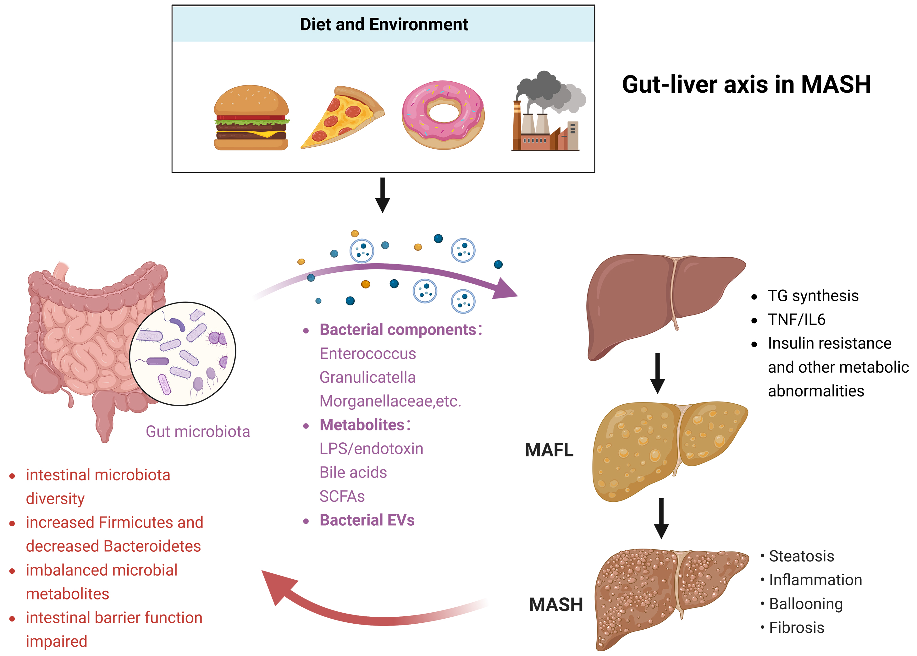 Beyond the liver: targeting the hepatic microenvironment and multi-organ networks for innovative MASH therapy