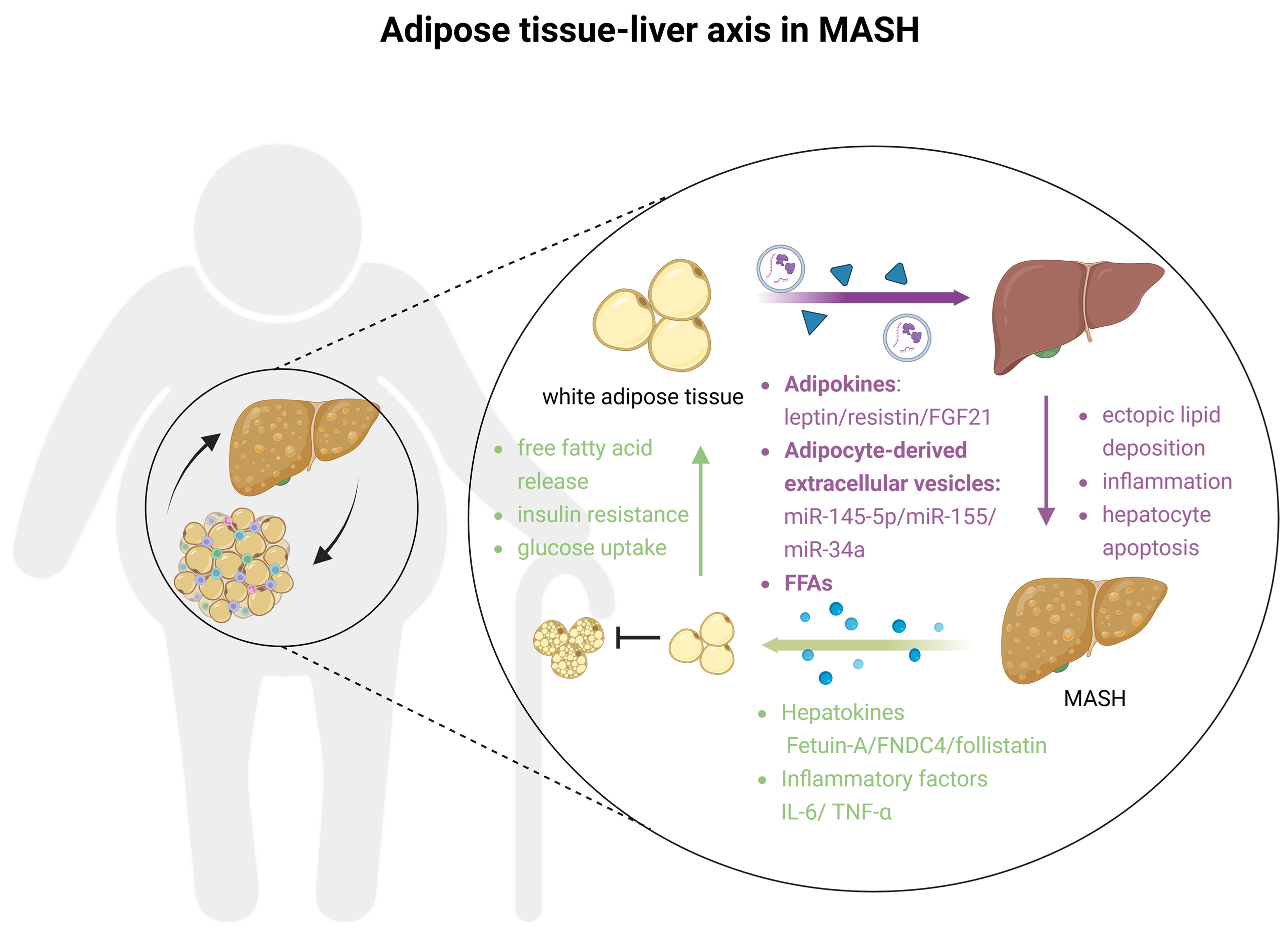 Beyond the liver: targeting the hepatic microenvironment and multi-organ networks for innovative MASH therapy