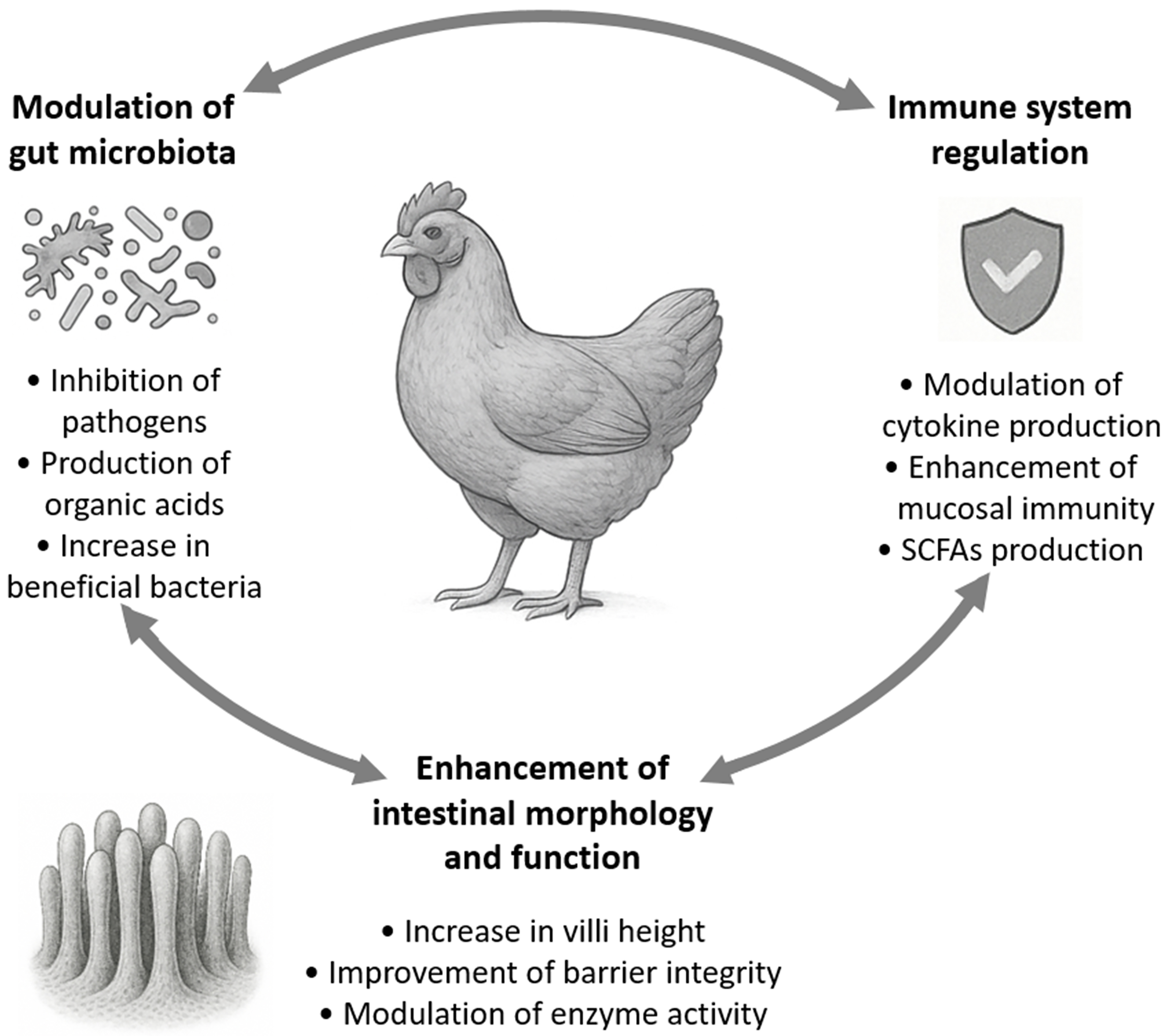 Probiotic applications of bifidobacteria in poultry: administration methods and microencapsulation techniques