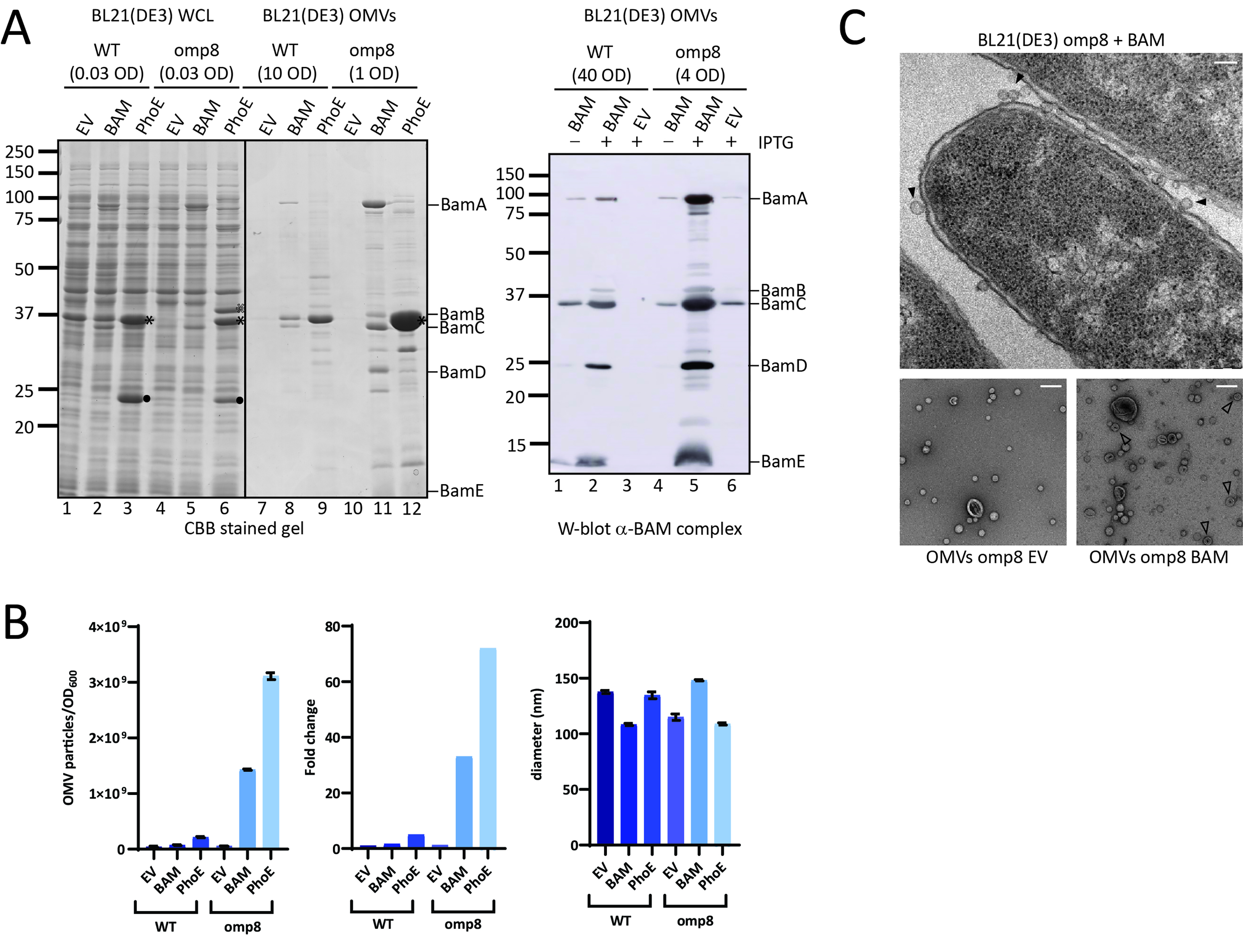 Overproduction of β-barrel outer membrane proteins in <i>Escherichia coli</i> BL21(DE3) induces hypervesiculation