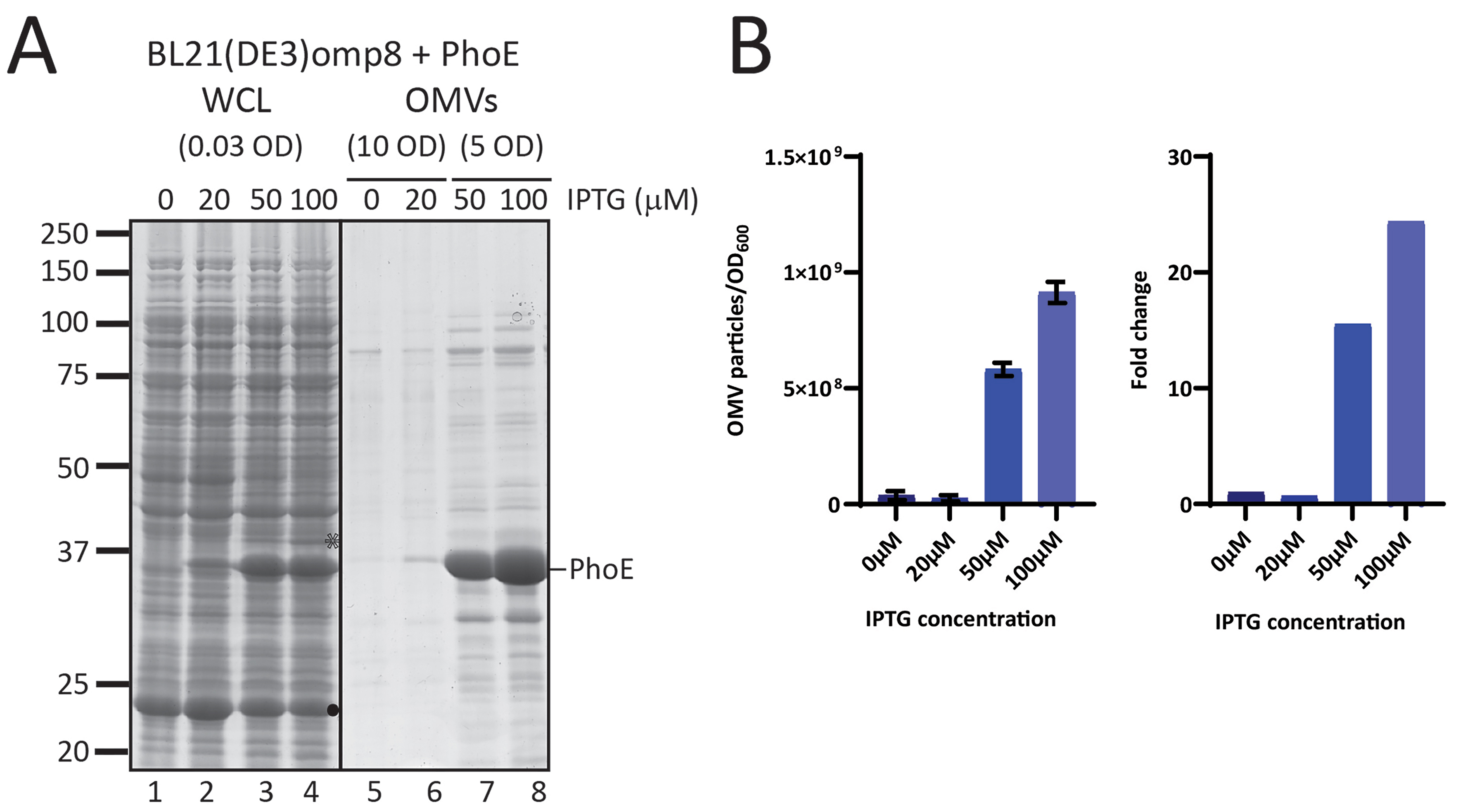 Overproduction of β-barrel outer membrane proteins in <i>Escherichia coli</i> BL21(DE3) induces hypervesiculation