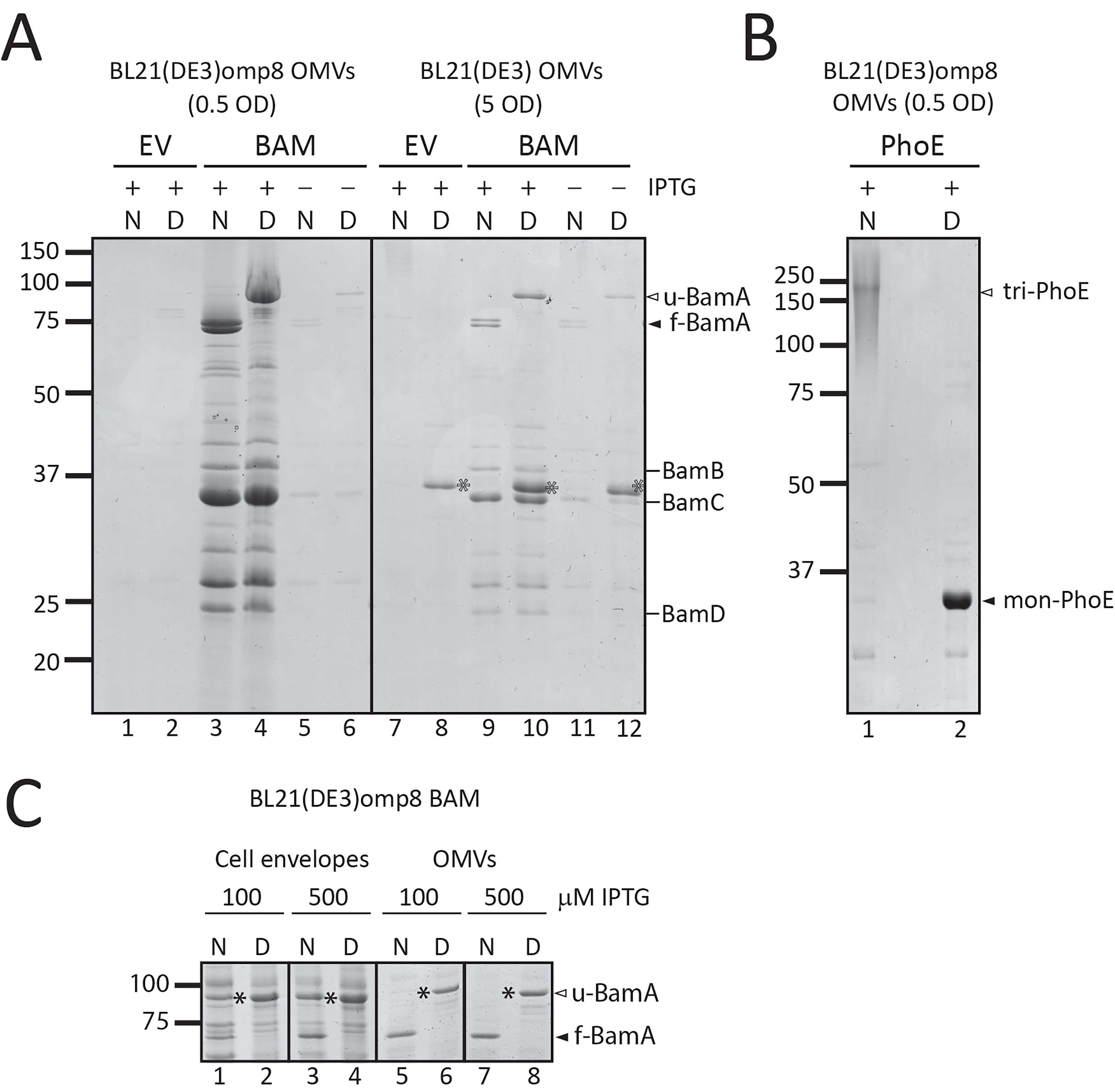 Overproduction of β-barrel outer membrane proteins in <i>Escherichia coli</i> BL21(DE3) induces hypervesiculation