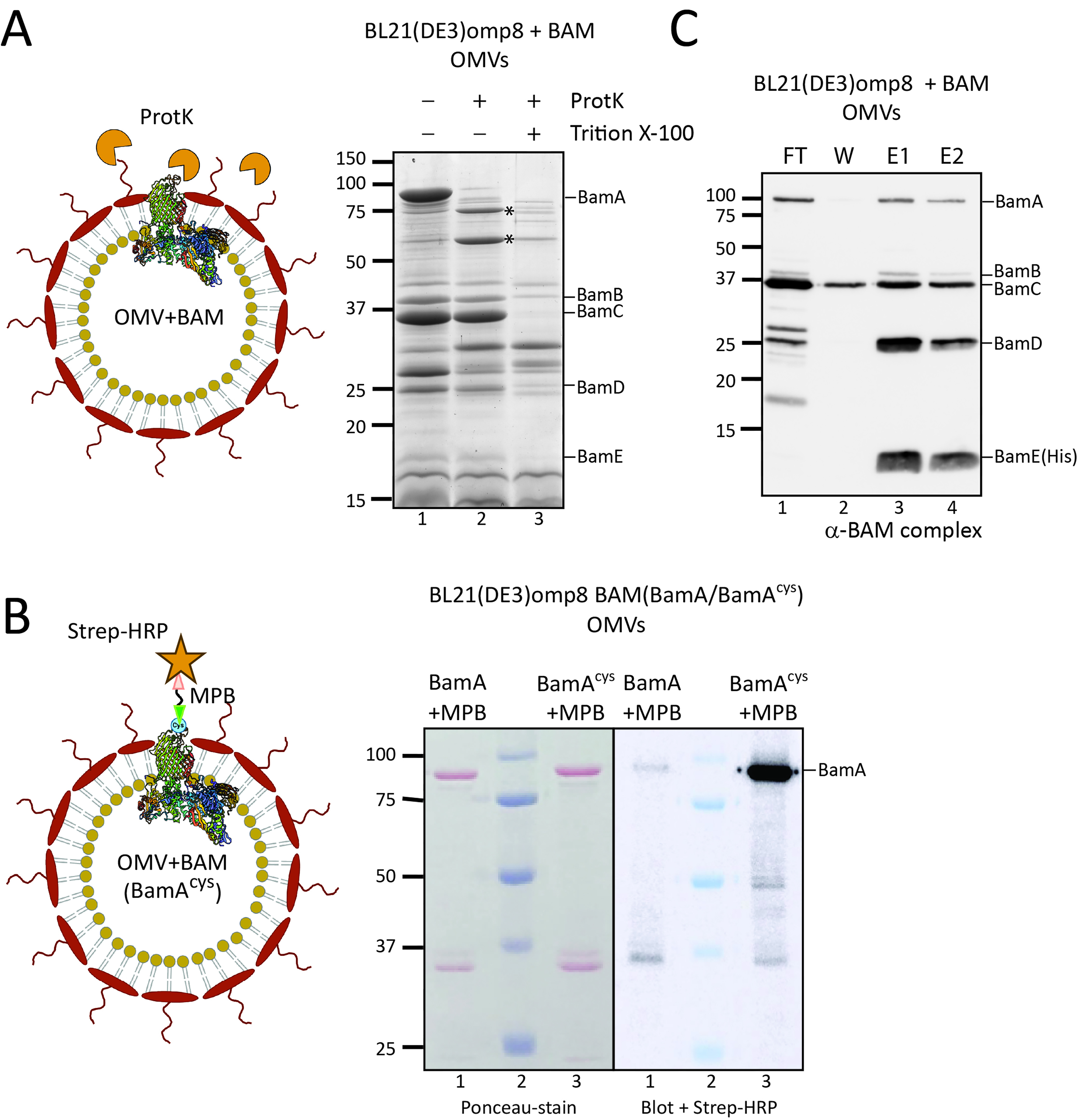 Overproduction of β-barrel outer membrane proteins in <i>Escherichia coli</i> BL21(DE3) induces hypervesiculation