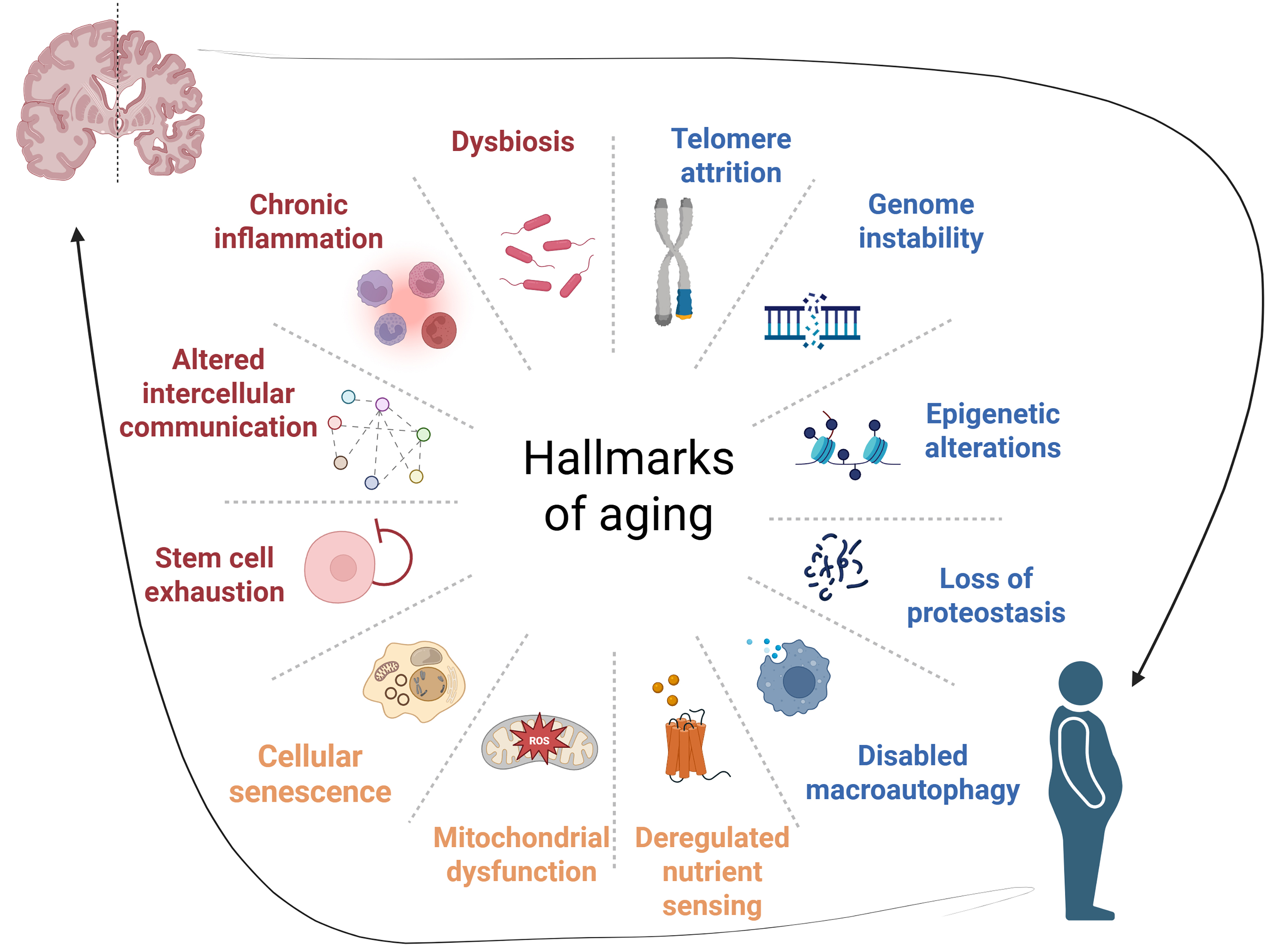 The cross-talk between neurodegeneration and metabolic disorders