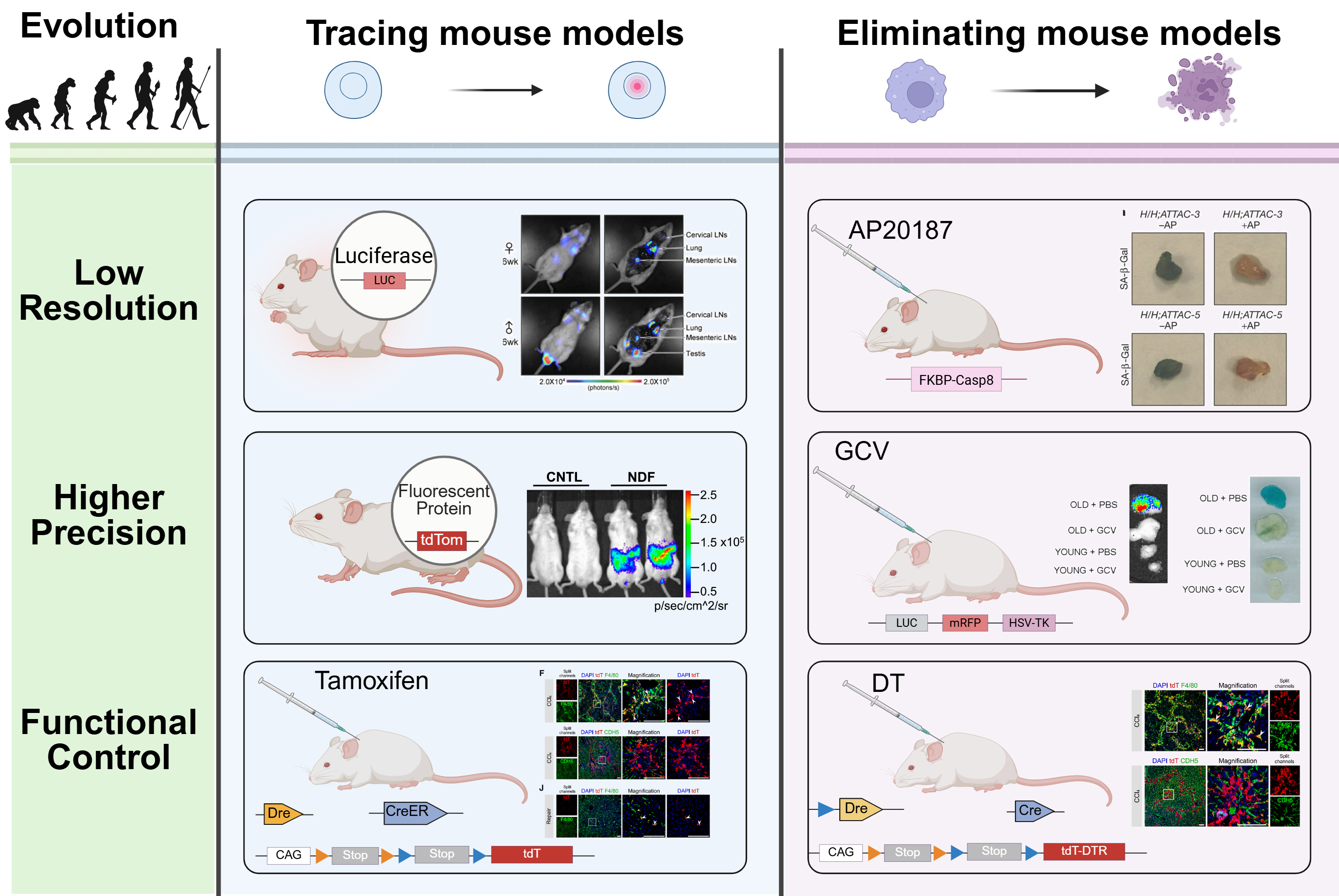 Application of senescence reporter mouse models in panvascular diseases