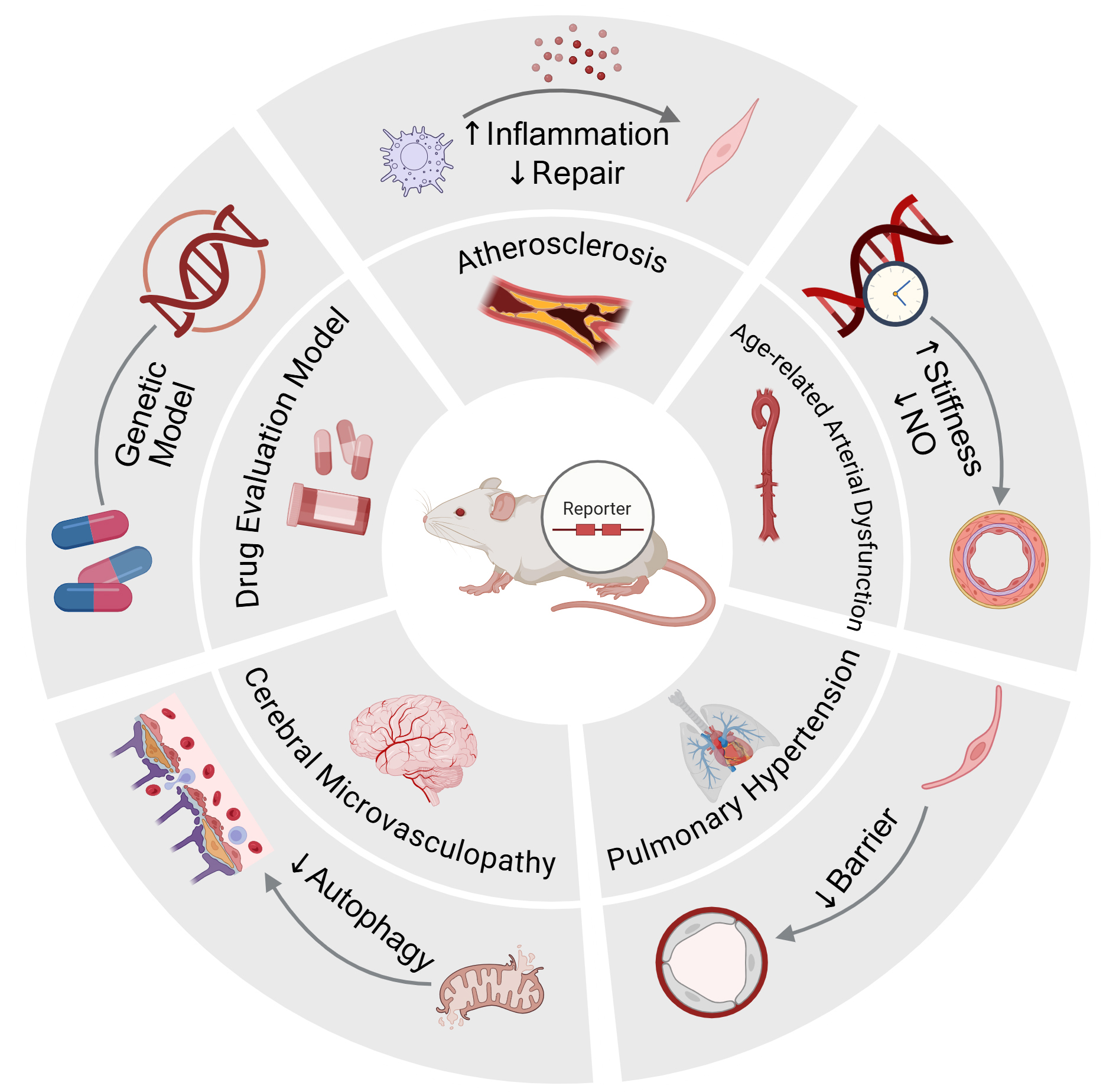 Application of senescence reporter mouse models in panvascular diseases