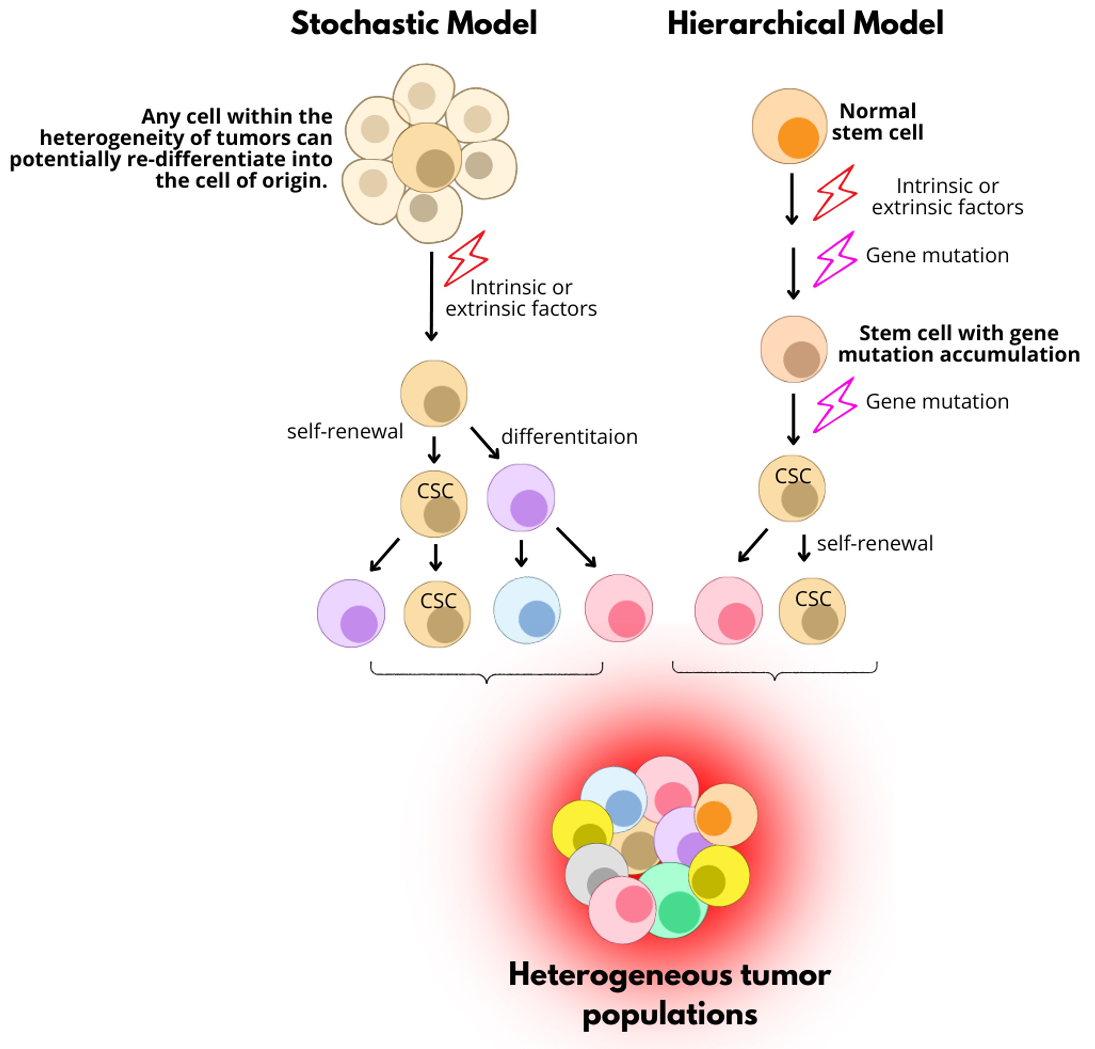 Cancer stem cells in cholangiocarcinoma: emerging roles as therapeutic targets