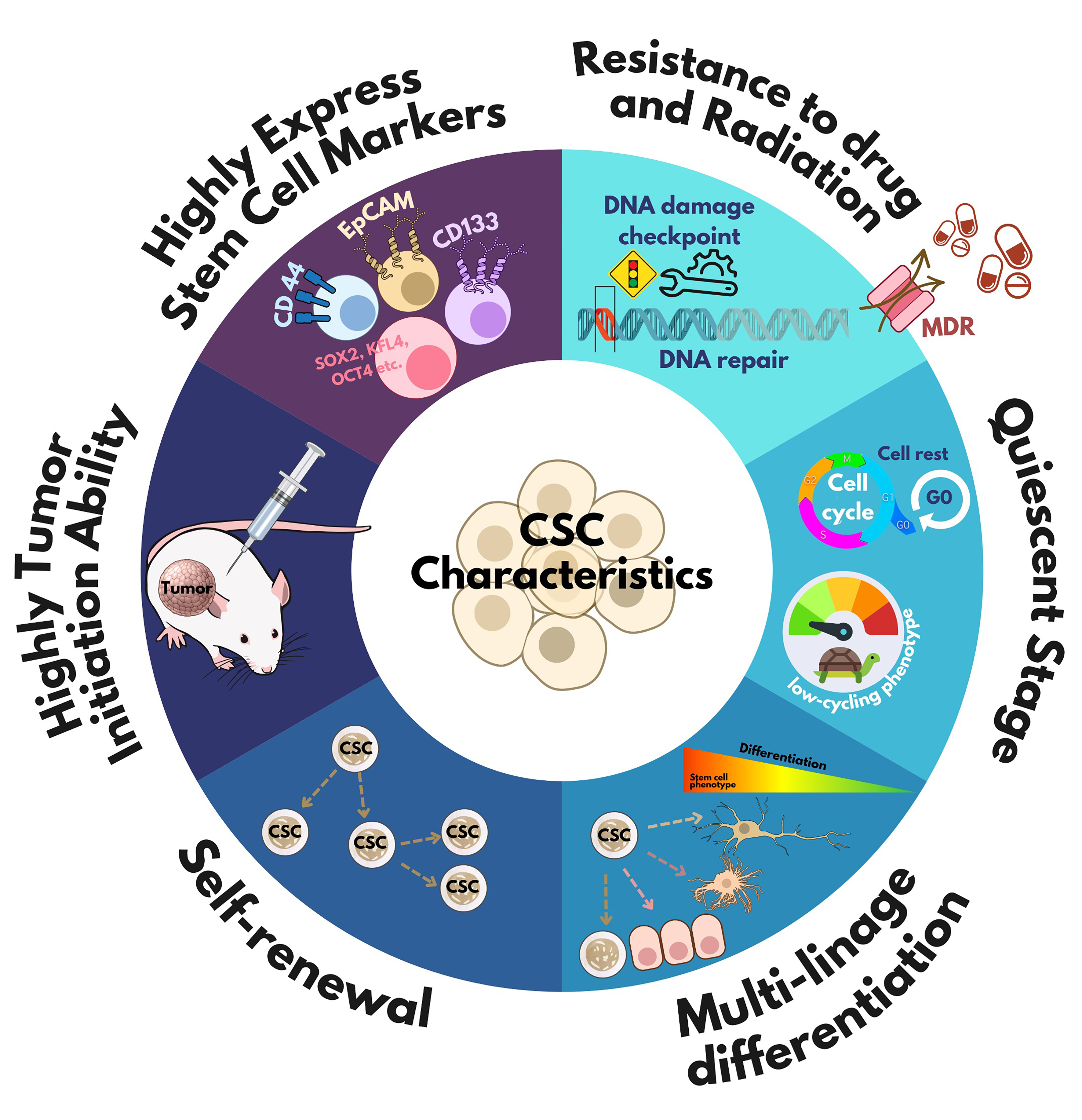 Cancer stem cells in cholangiocarcinoma: emerging roles as therapeutic targets