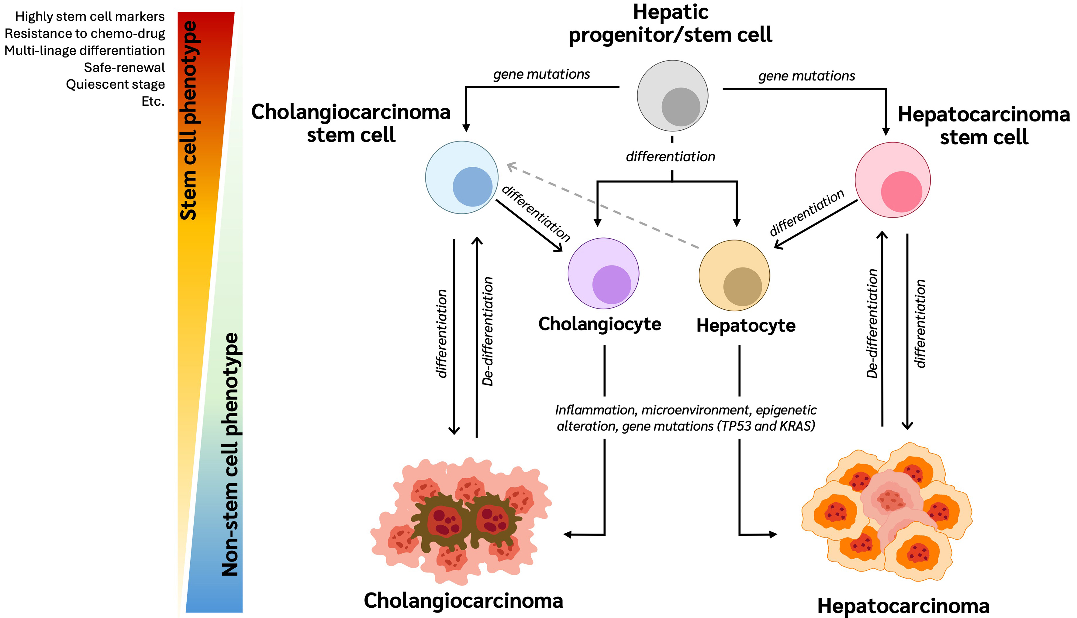 Cancer stem cells in cholangiocarcinoma: emerging roles as therapeutic targets