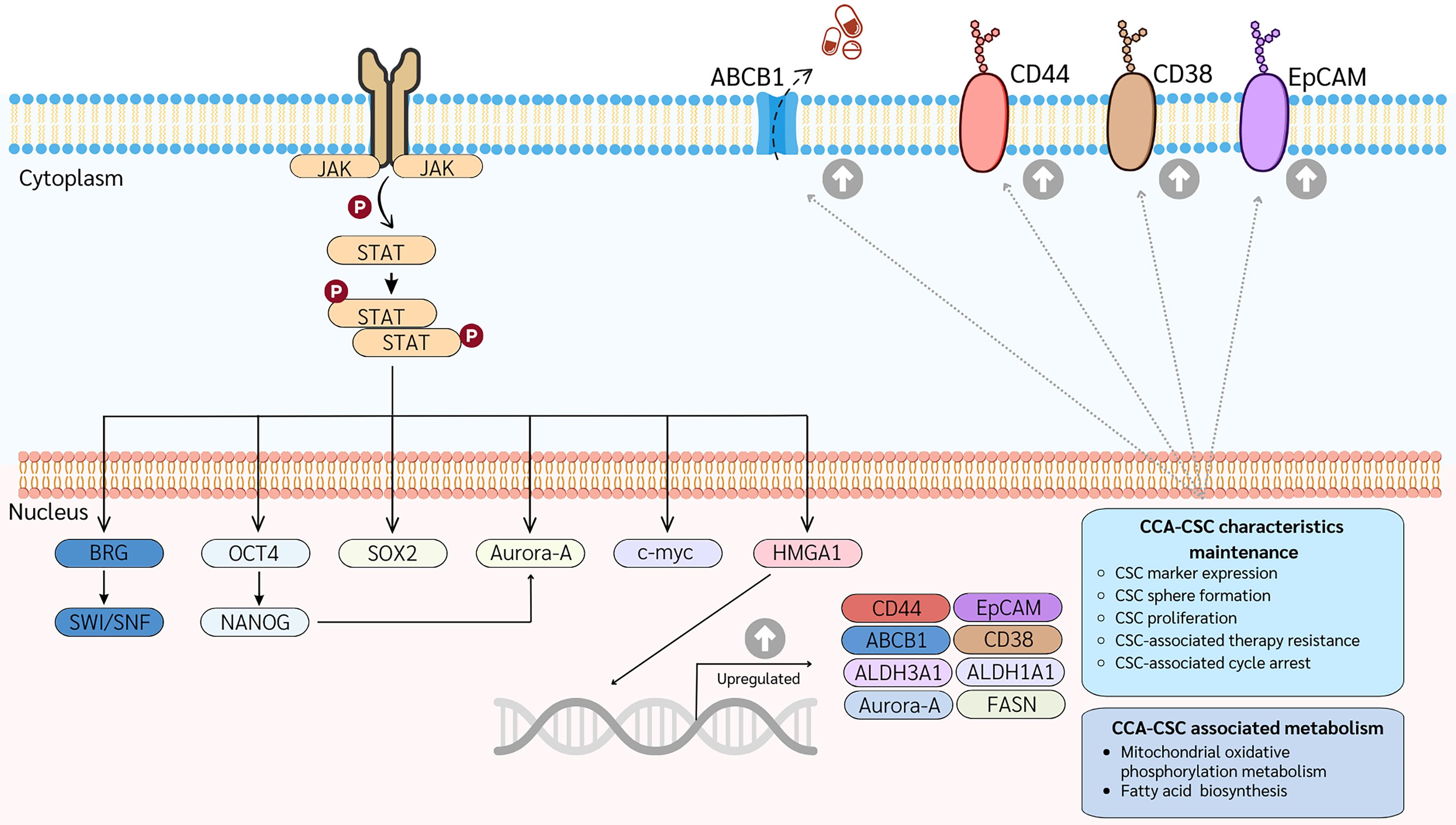 Cancer stem cells in cholangiocarcinoma: emerging roles as therapeutic targets