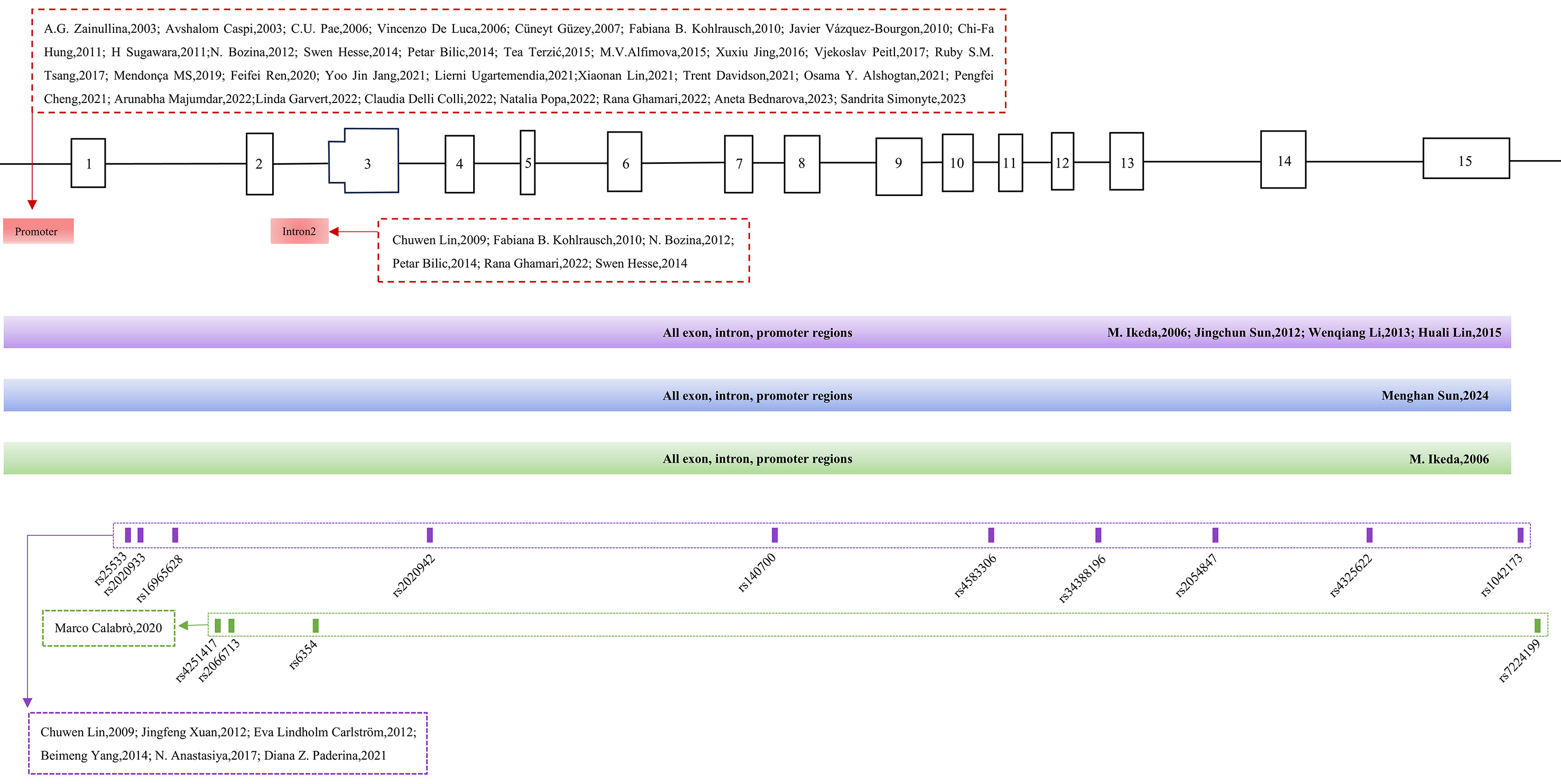 A review of the relationship between the <i>SLC6A4</i> gene and mental disorders