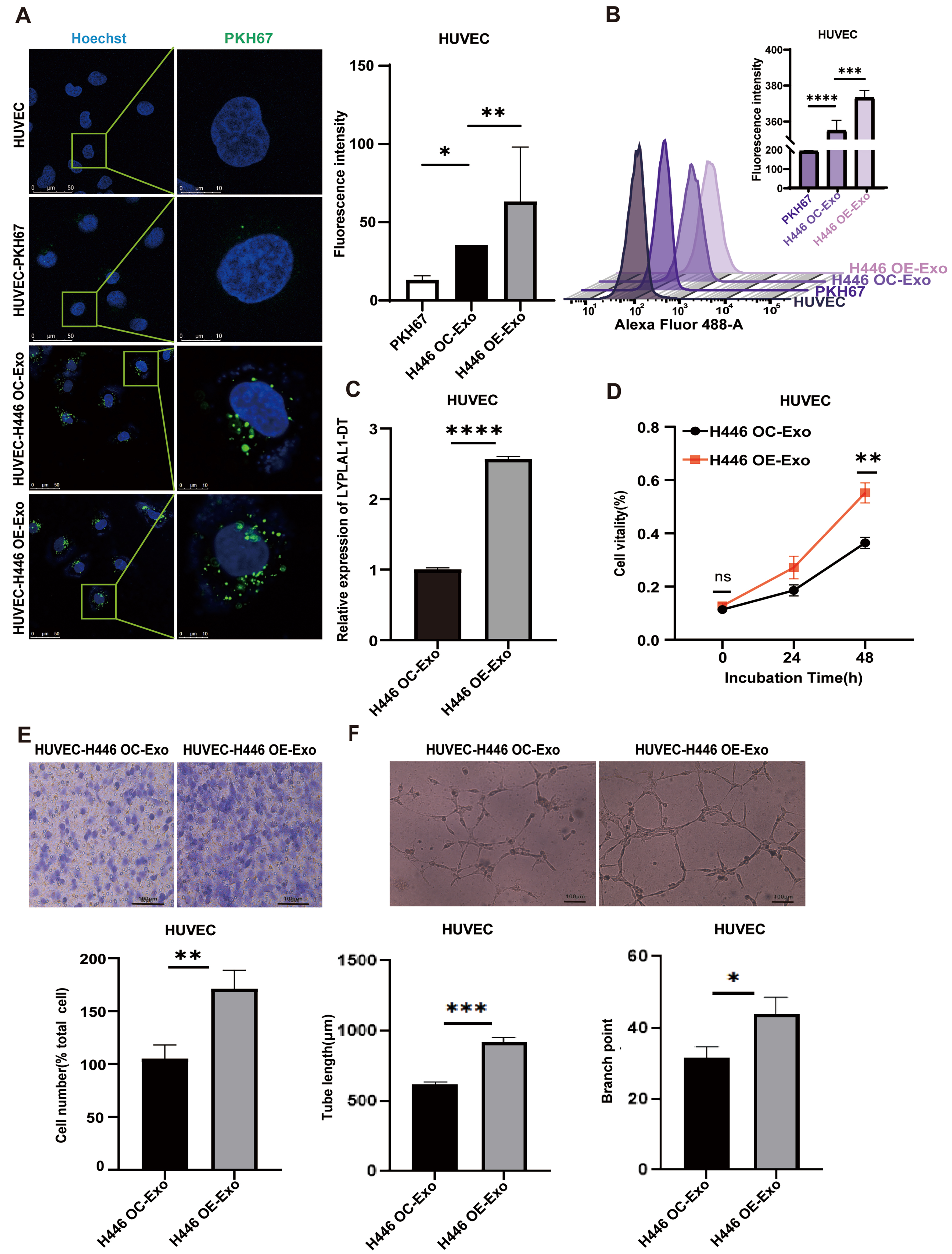 Extracellular vesicle-associated lncRNA LYPLAL1-DT mediates endothelial-cancer cell communication, promoting small cell lung cancer progression