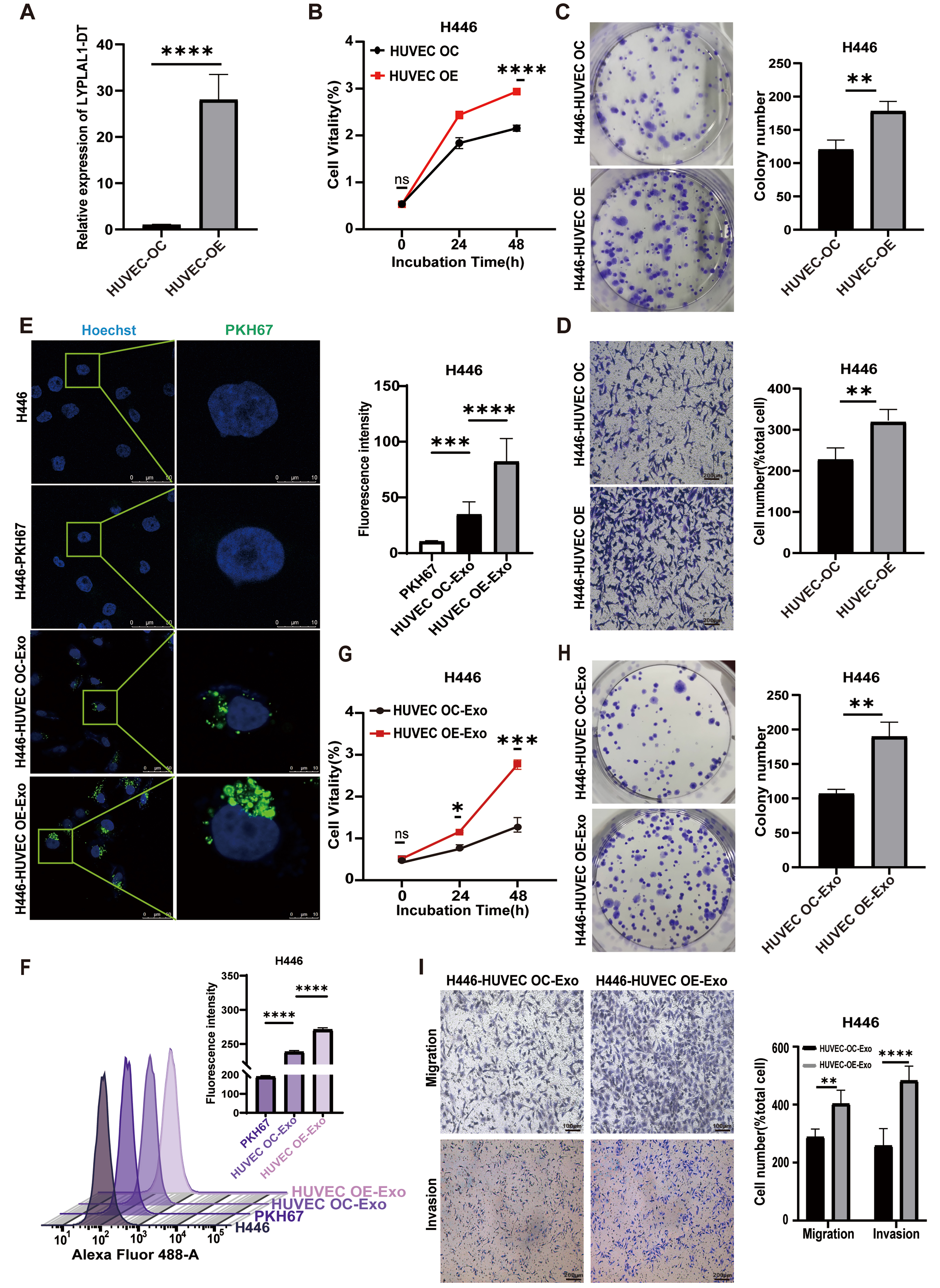 Extracellular vesicle-associated lncRNA LYPLAL1-DT mediates endothelial-cancer cell communication, promoting small cell lung cancer progression