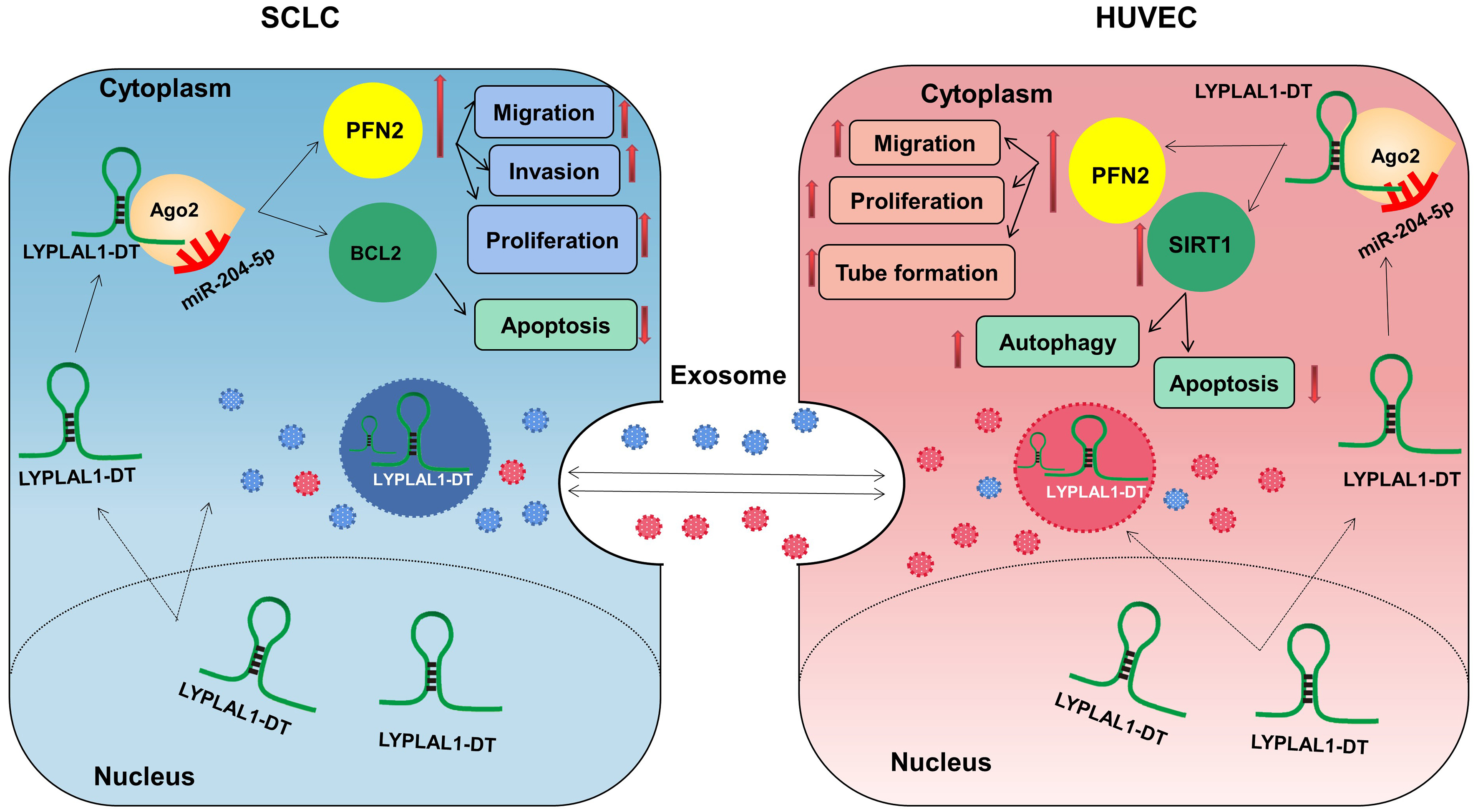 Extracellular vesicle-associated lncRNA LYPLAL1-DT mediates endothelial-cancer cell communication, promoting small cell lung cancer progression