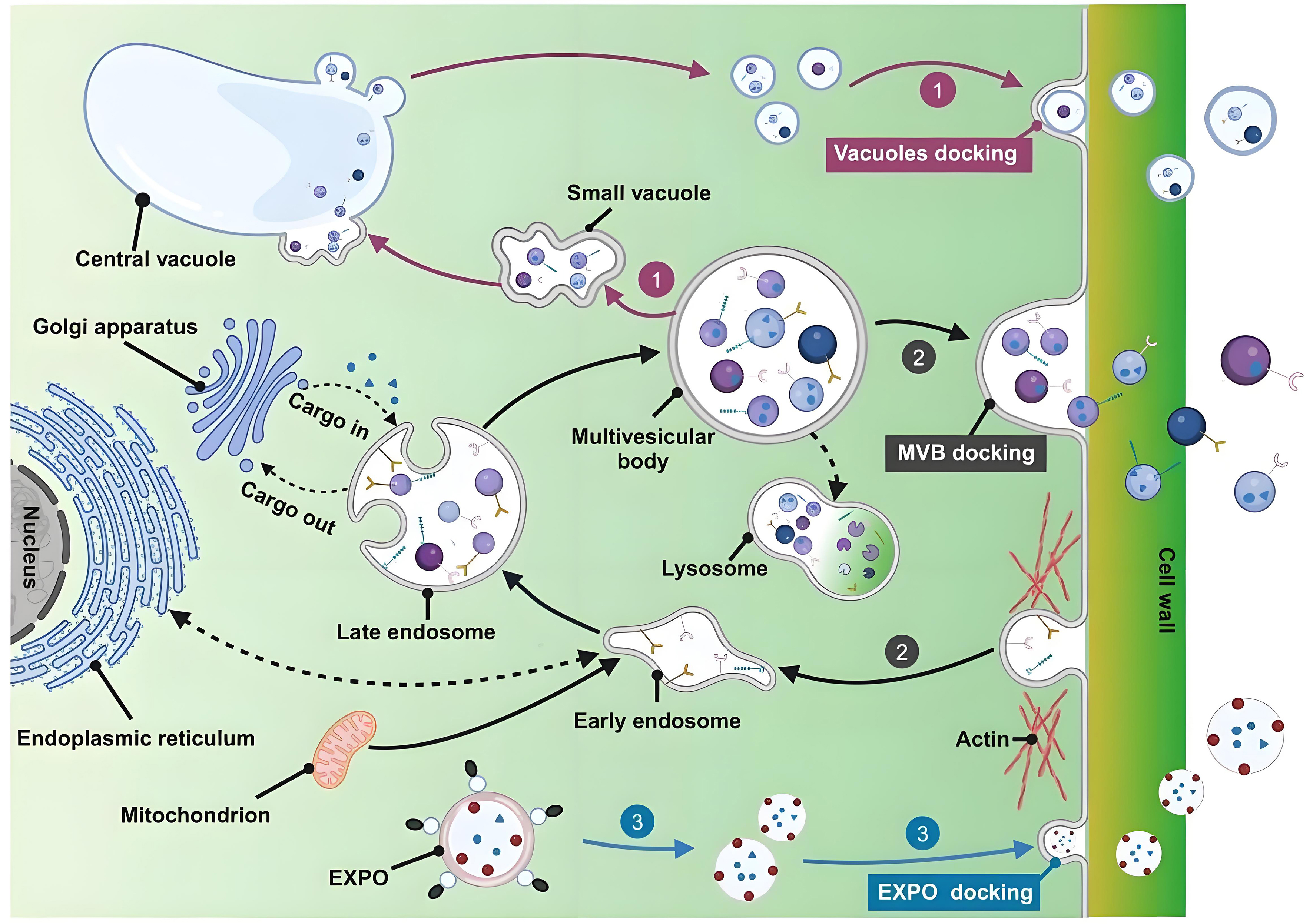 Plant-derived extracellular vesicles in facial aesthetics