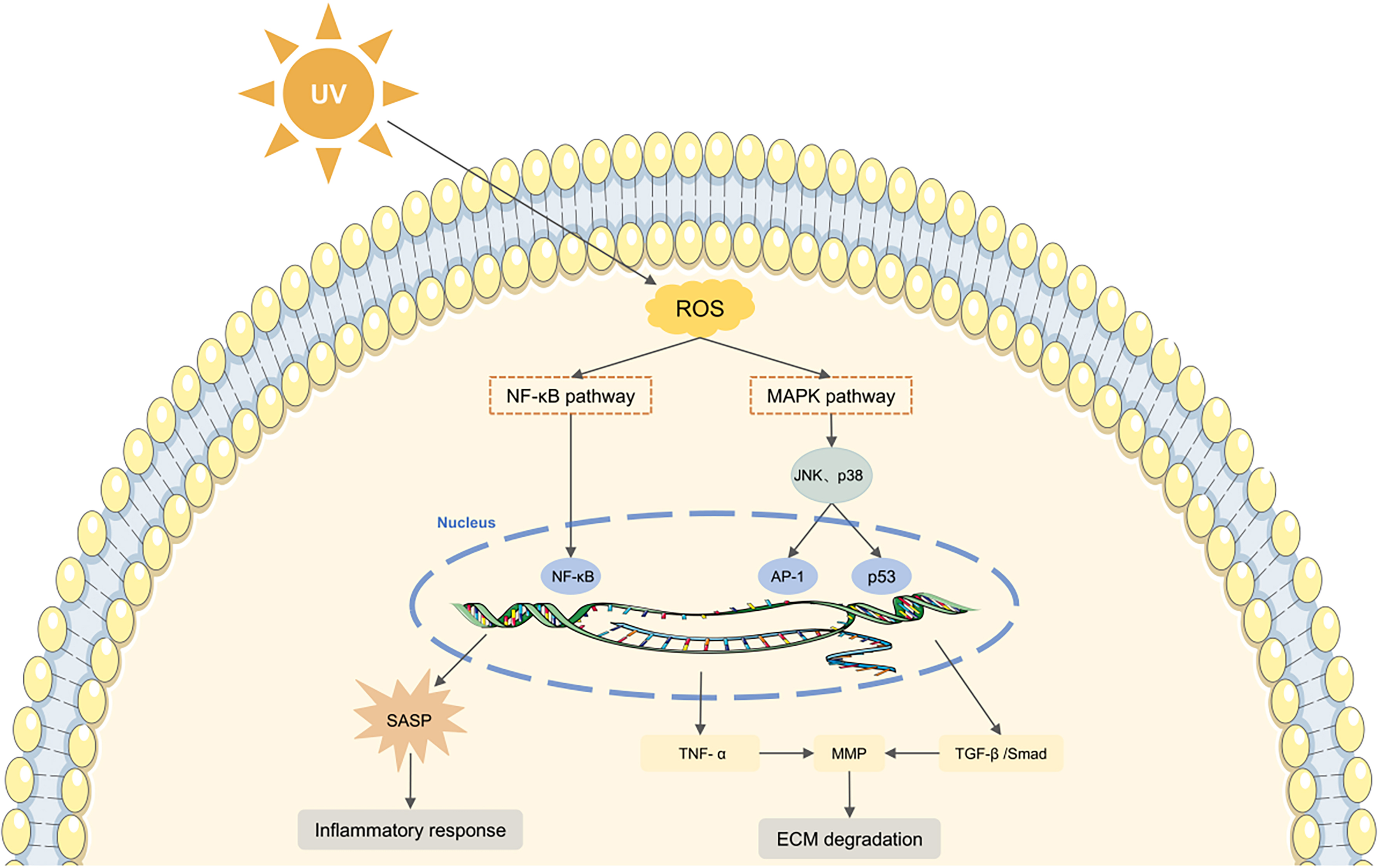 Plant-derived extracellular vesicles in facial aesthetics