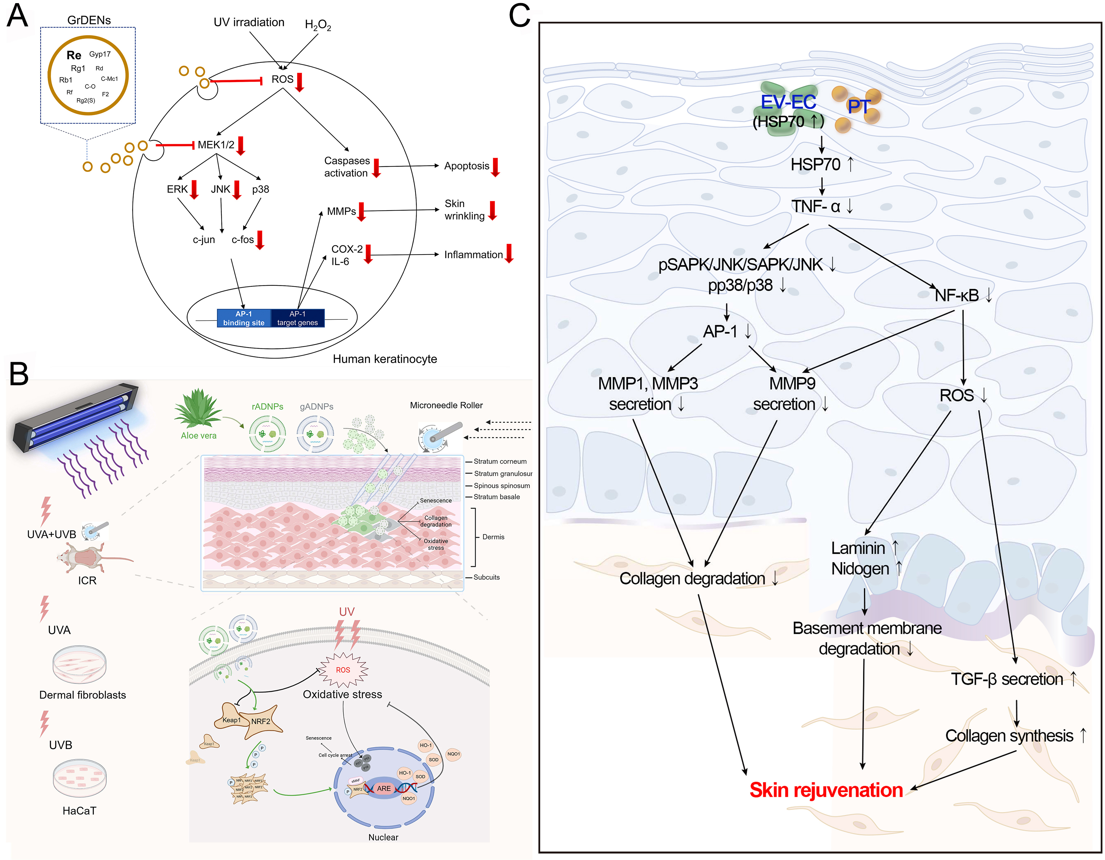 Plant-derived extracellular vesicles in facial aesthetics