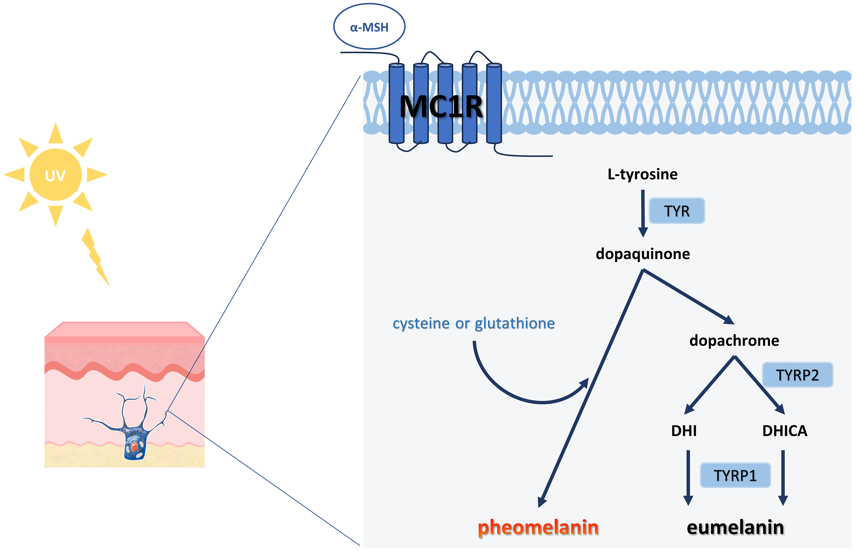 Plant-derived extracellular vesicles in facial aesthetics