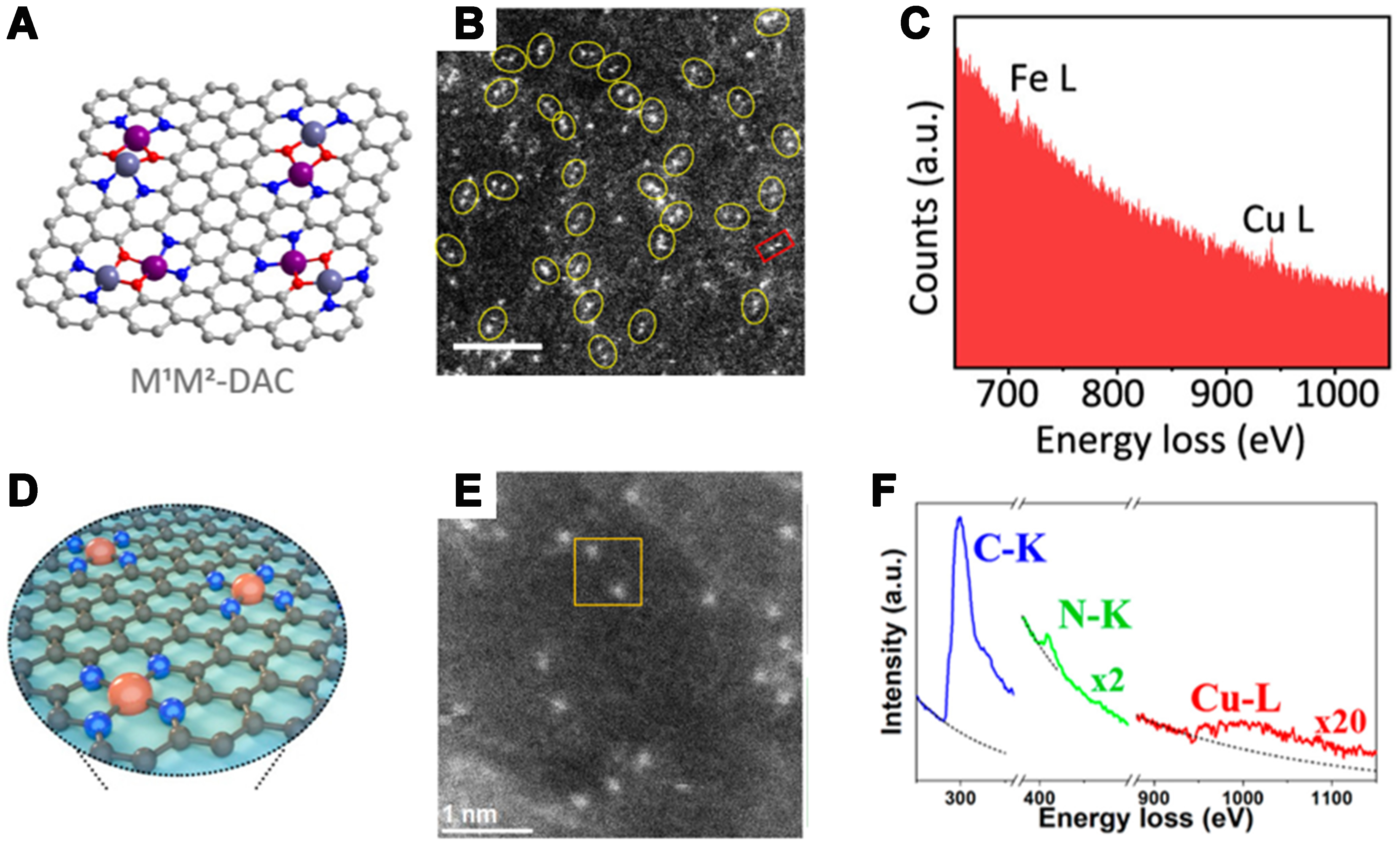 Asymmetrically coordinated single-atom catalysts: from synthetic strategy to structure-activity relationship