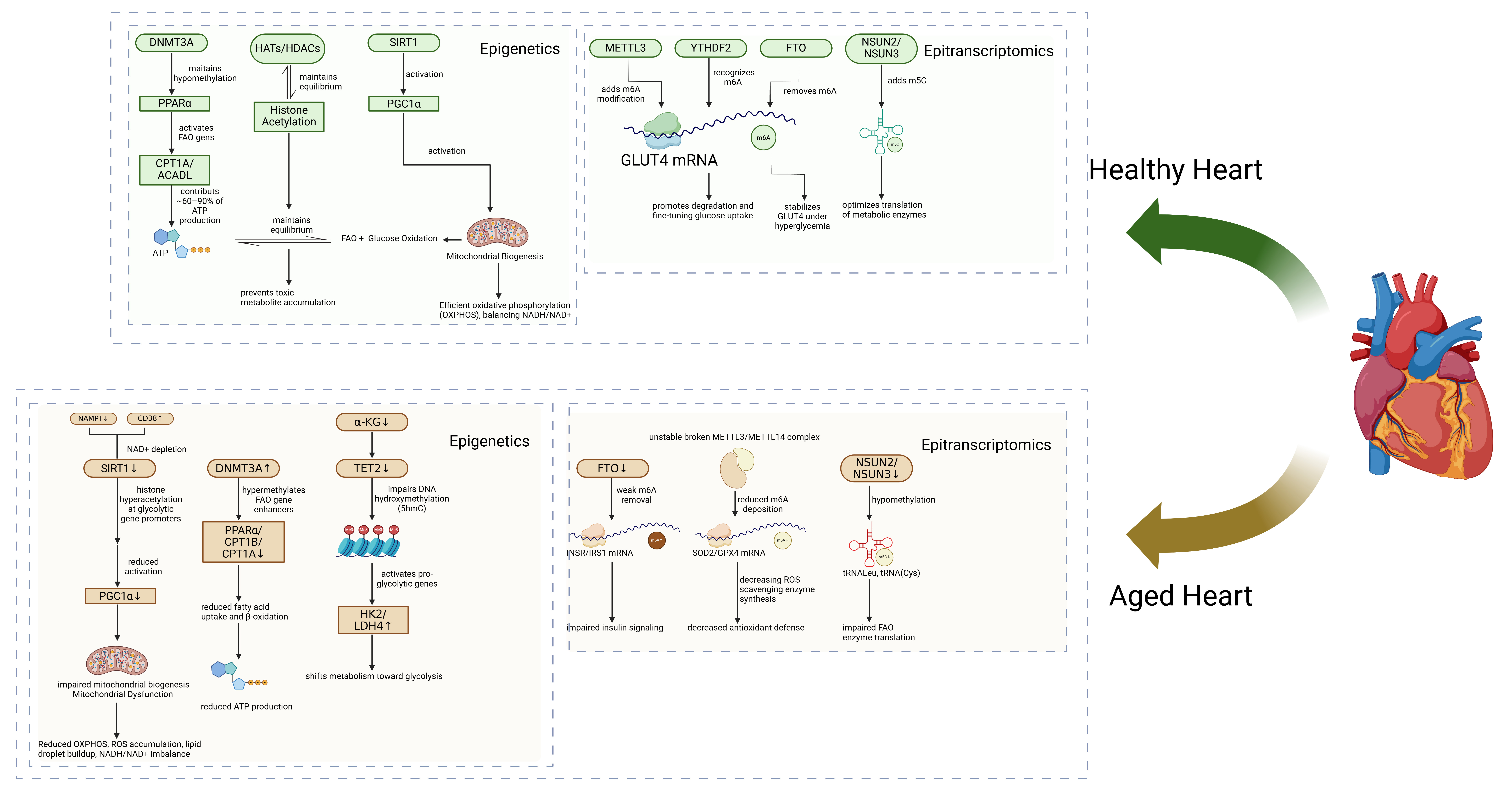 Epigenetic and epitranscriptomic regulation of cardiac metabolism in aging and disease