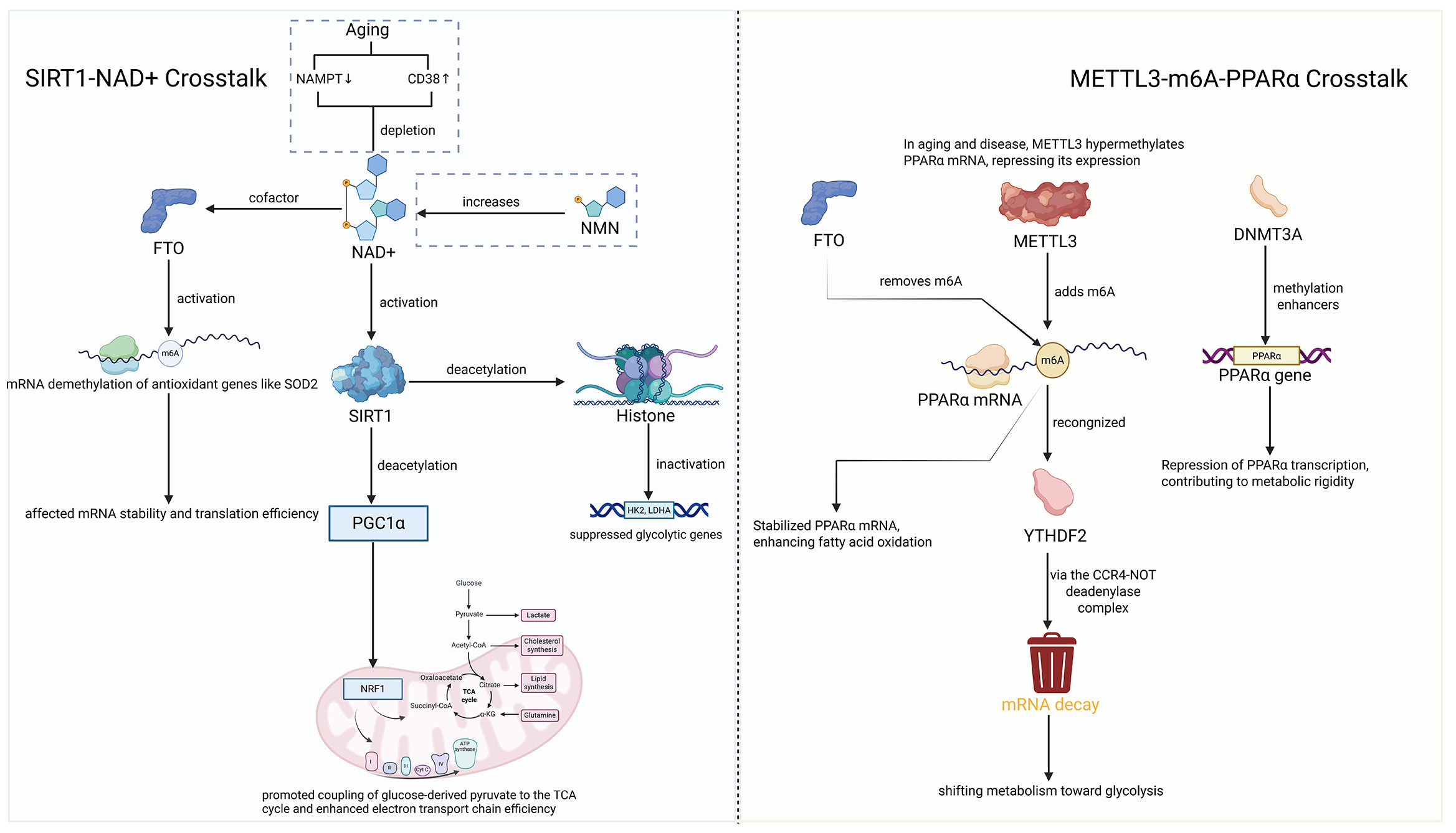 Epigenetic and epitranscriptomic regulation of cardiac metabolism in aging and disease