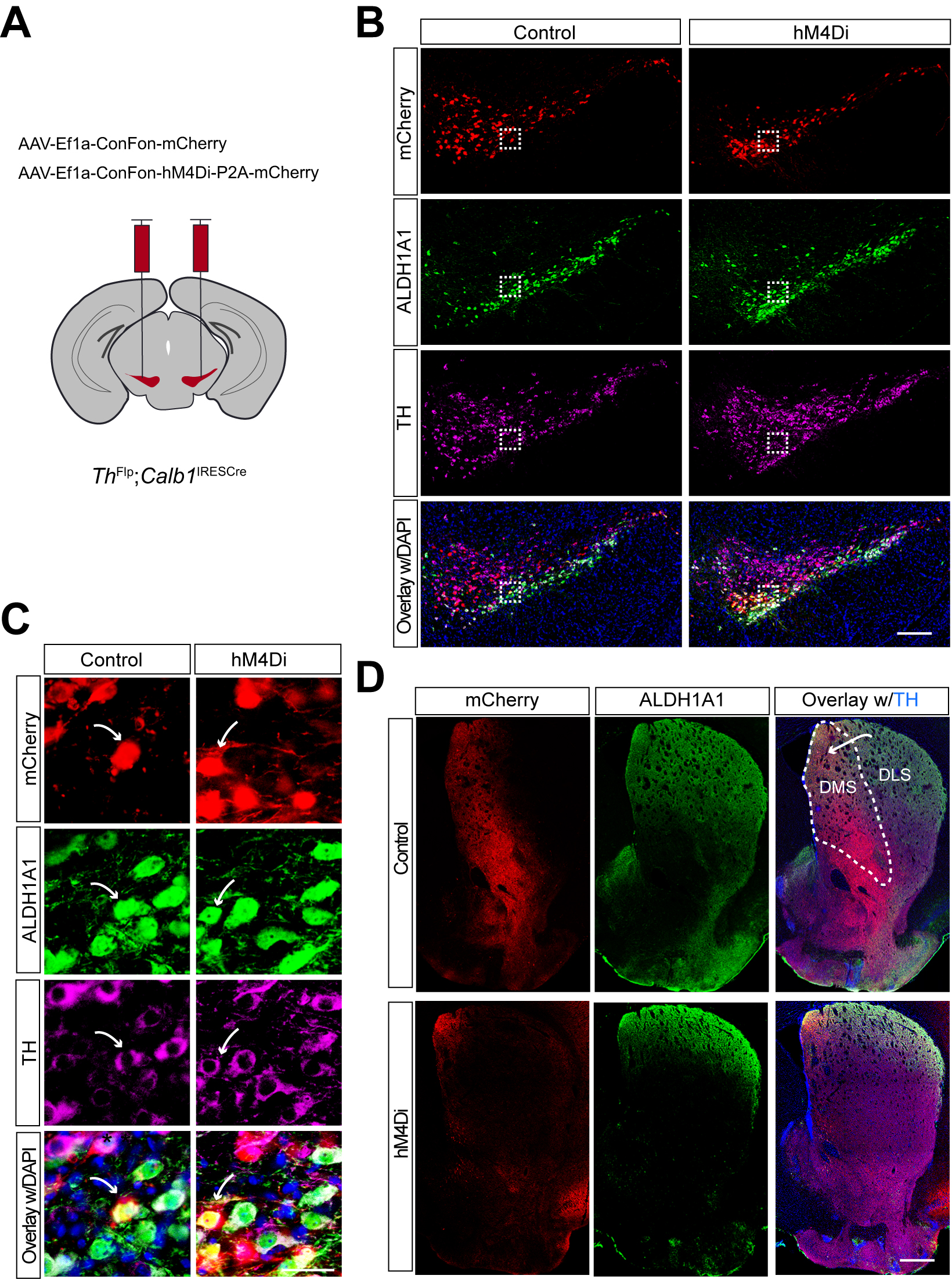 Subtype-specific roles of nigrostriatal dopaminergic neurons in motor and associative learning