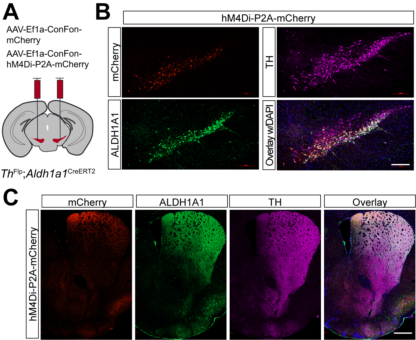 Subtype-specific roles of nigrostriatal dopaminergic neurons in motor and associative learning