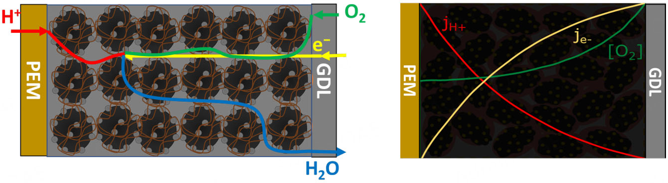 Gradient engineering in proton exchange membrane fuel cell cathodes: an electrochemical study of charge transfer, mass transport, and Pt utilization