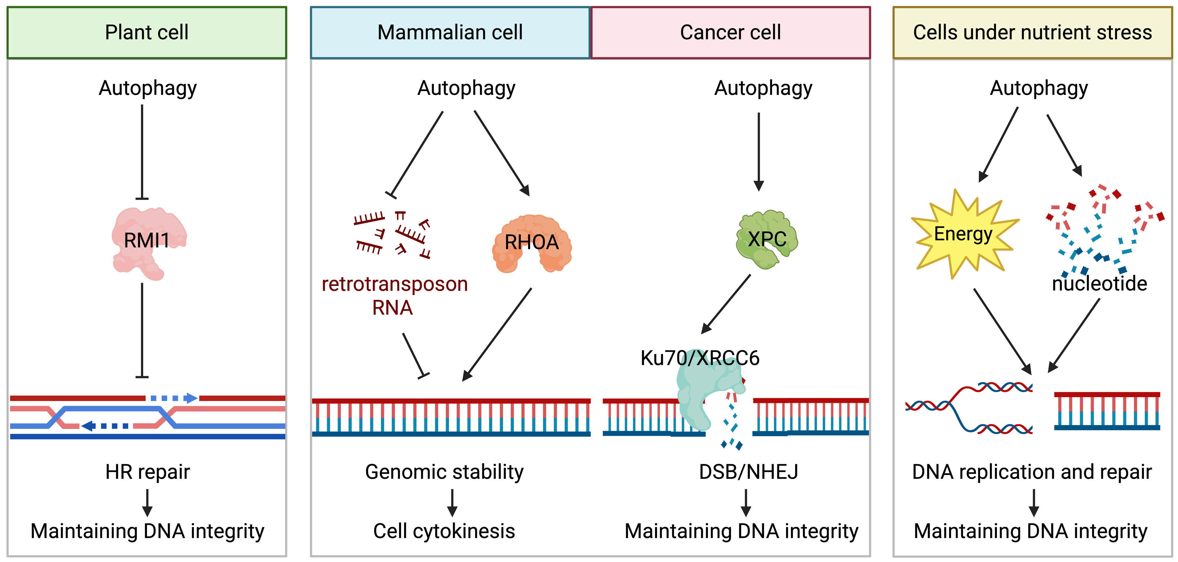 Did we miss something important? Rethinking the effects of autophagy and mitophagy on DNA damage repair and genomic stability