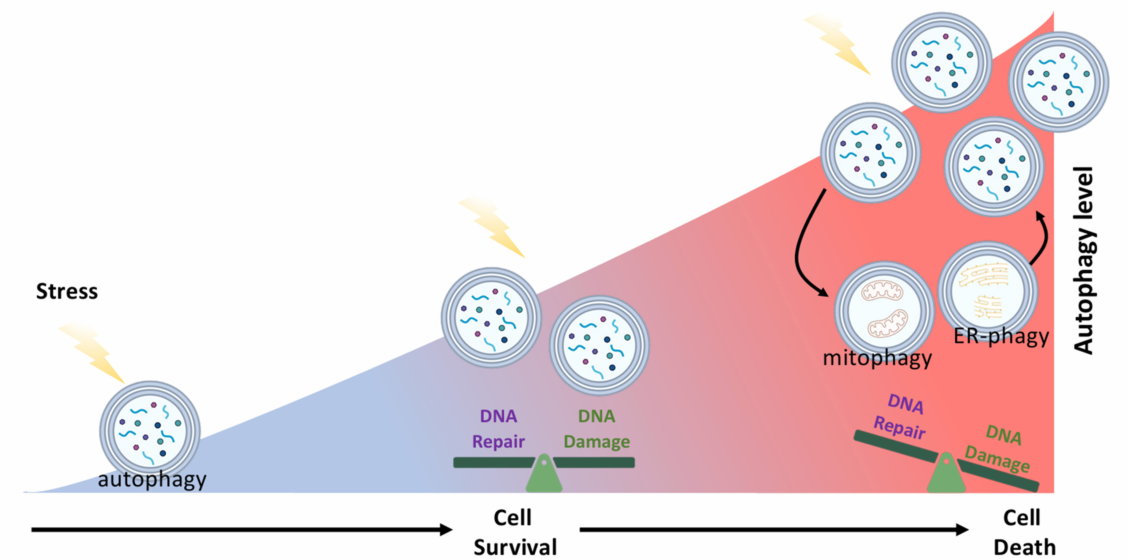Did we miss something important? Rethinking the effects of autophagy and mitophagy on DNA damage repair and genomic stability