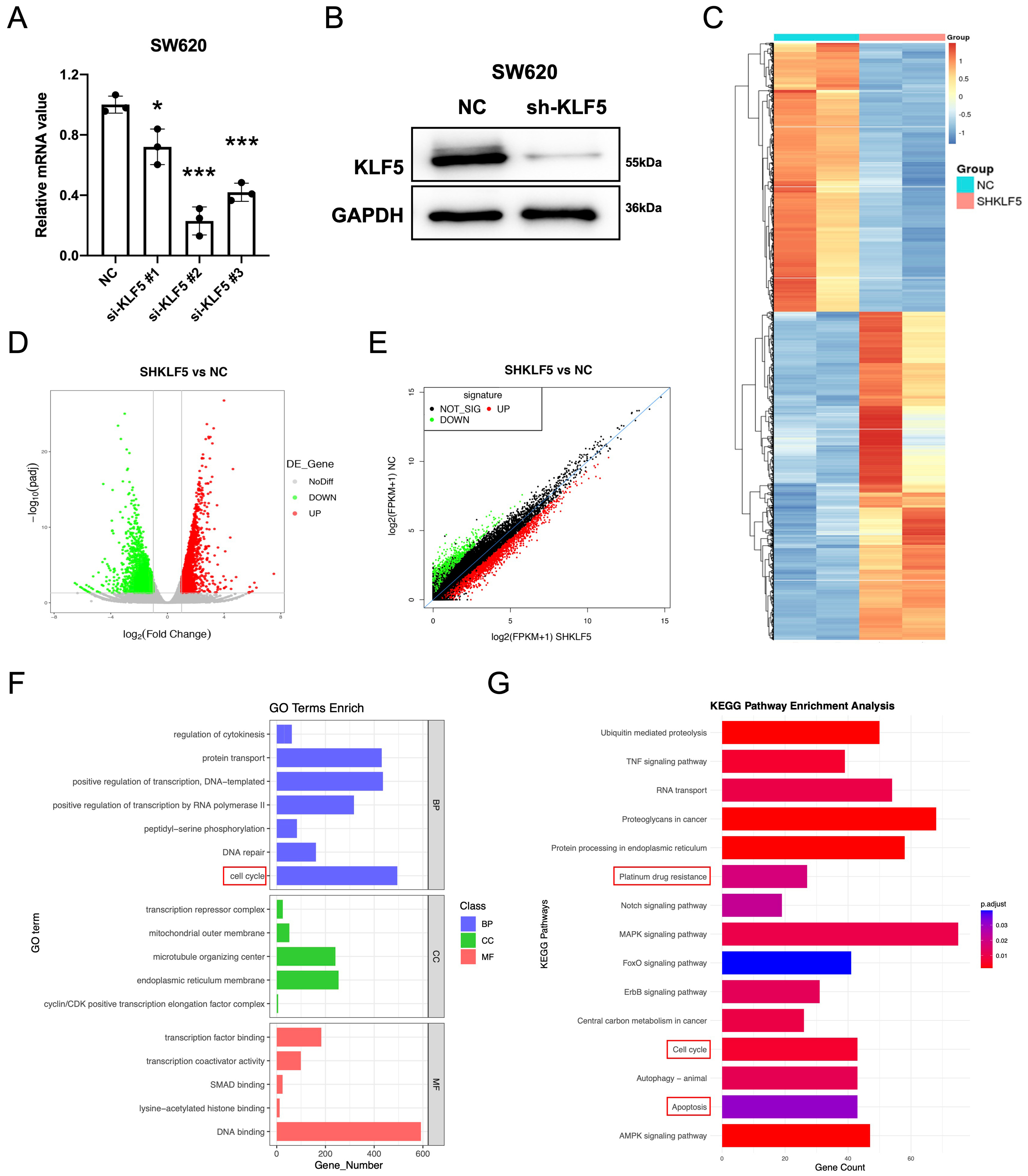 KLF5 promotes tumor proliferation and oxaliplatin resistance via chromatin remodeling in KRAS-mutated colorectal cancer