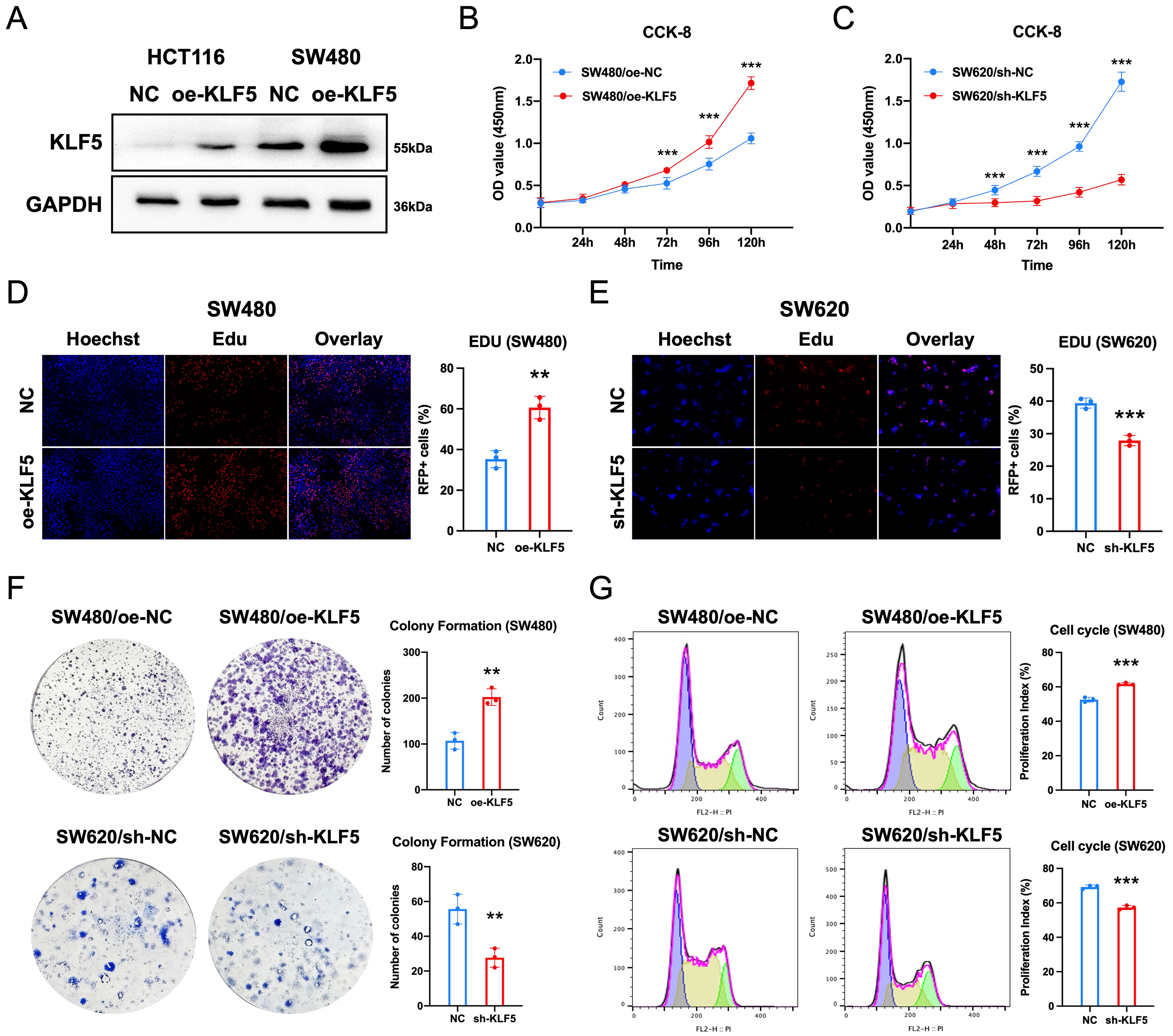 KLF5 promotes tumor proliferation and oxaliplatin resistance via chromatin remodeling in KRAS-mutated colorectal cancer