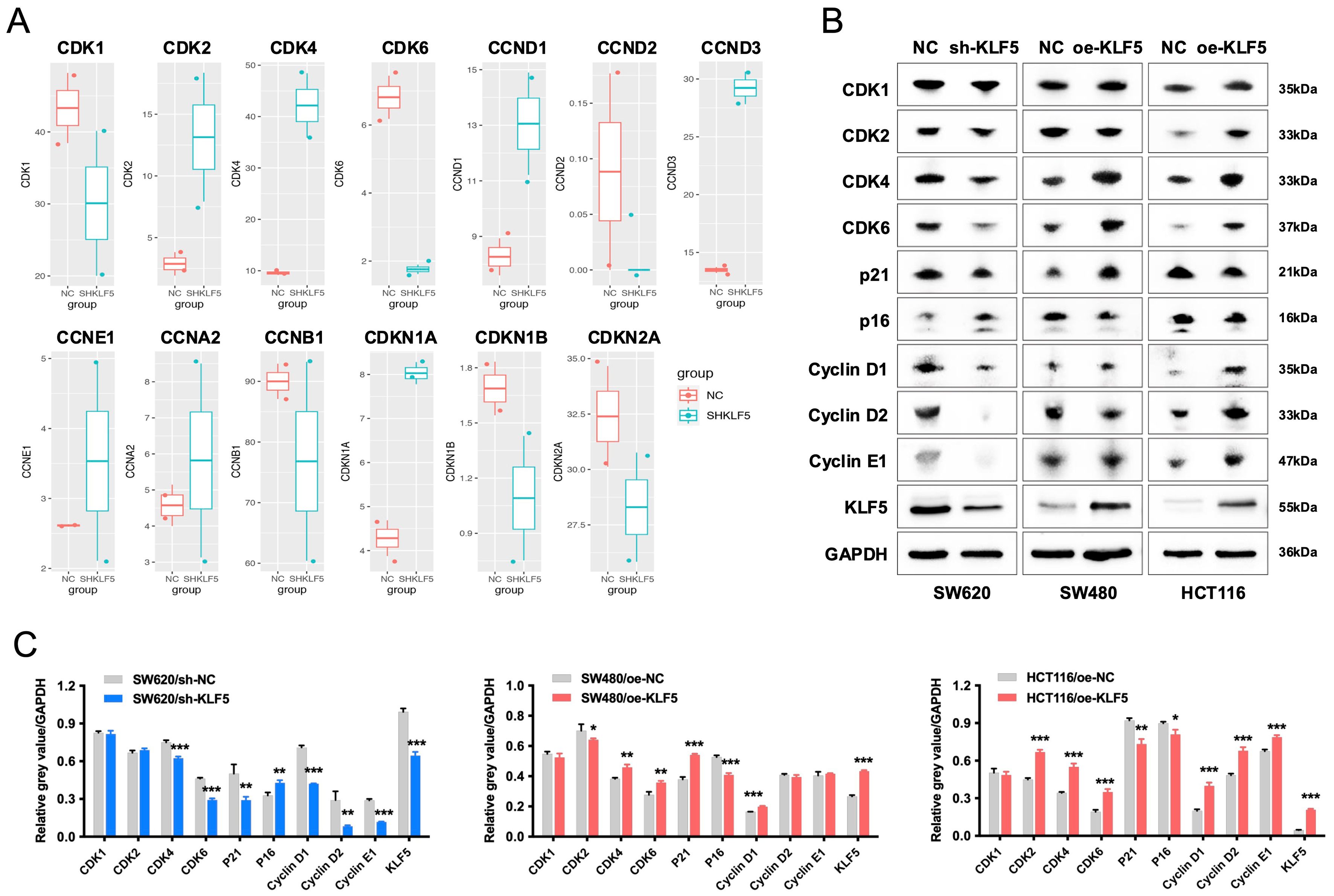 KLF5 promotes tumor proliferation and oxaliplatin resistance via chromatin remodeling in KRAS-mutated colorectal cancer