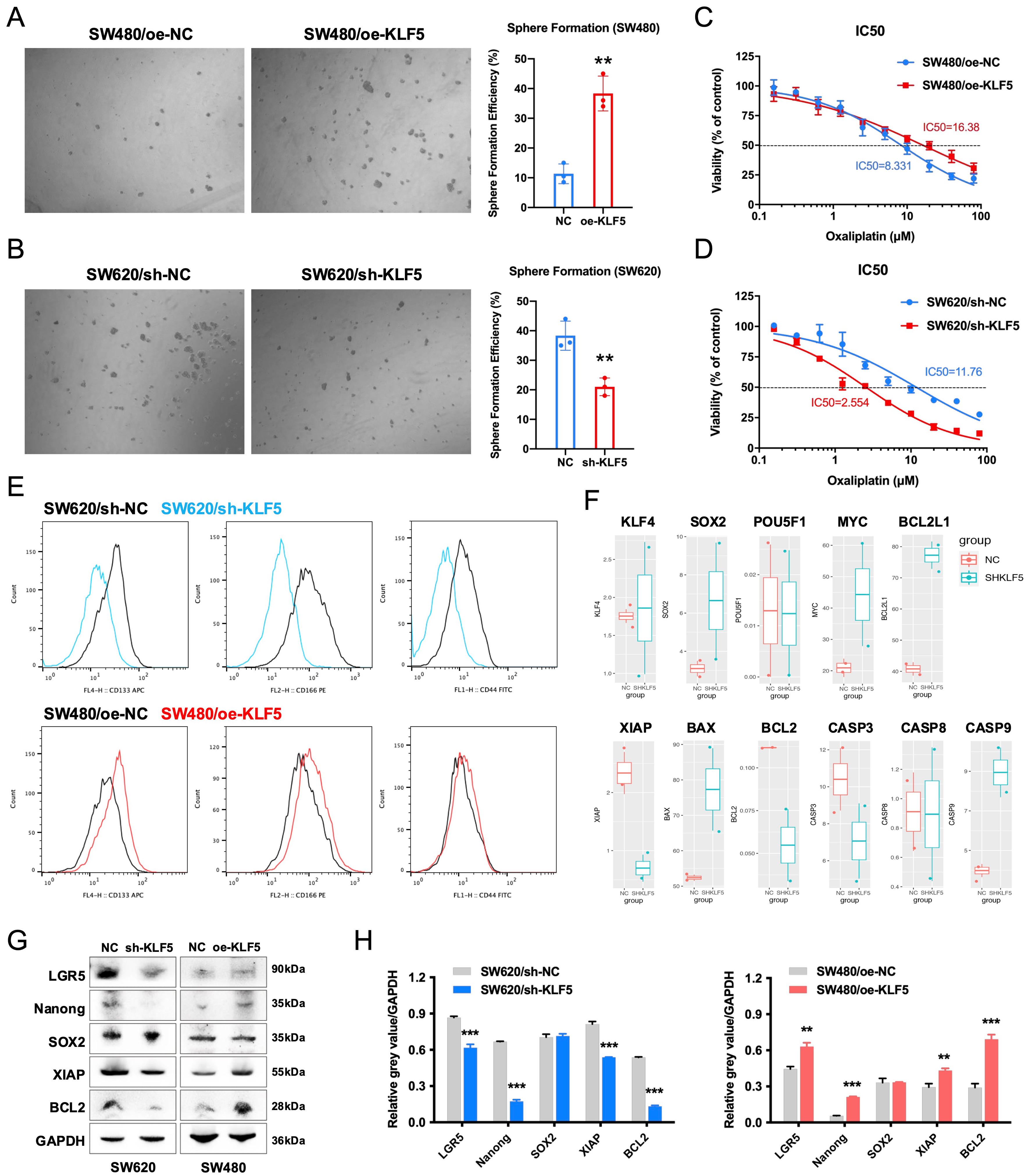 KLF5 promotes tumor proliferation and oxaliplatin resistance via chromatin remodeling in KRAS-mutated colorectal cancer