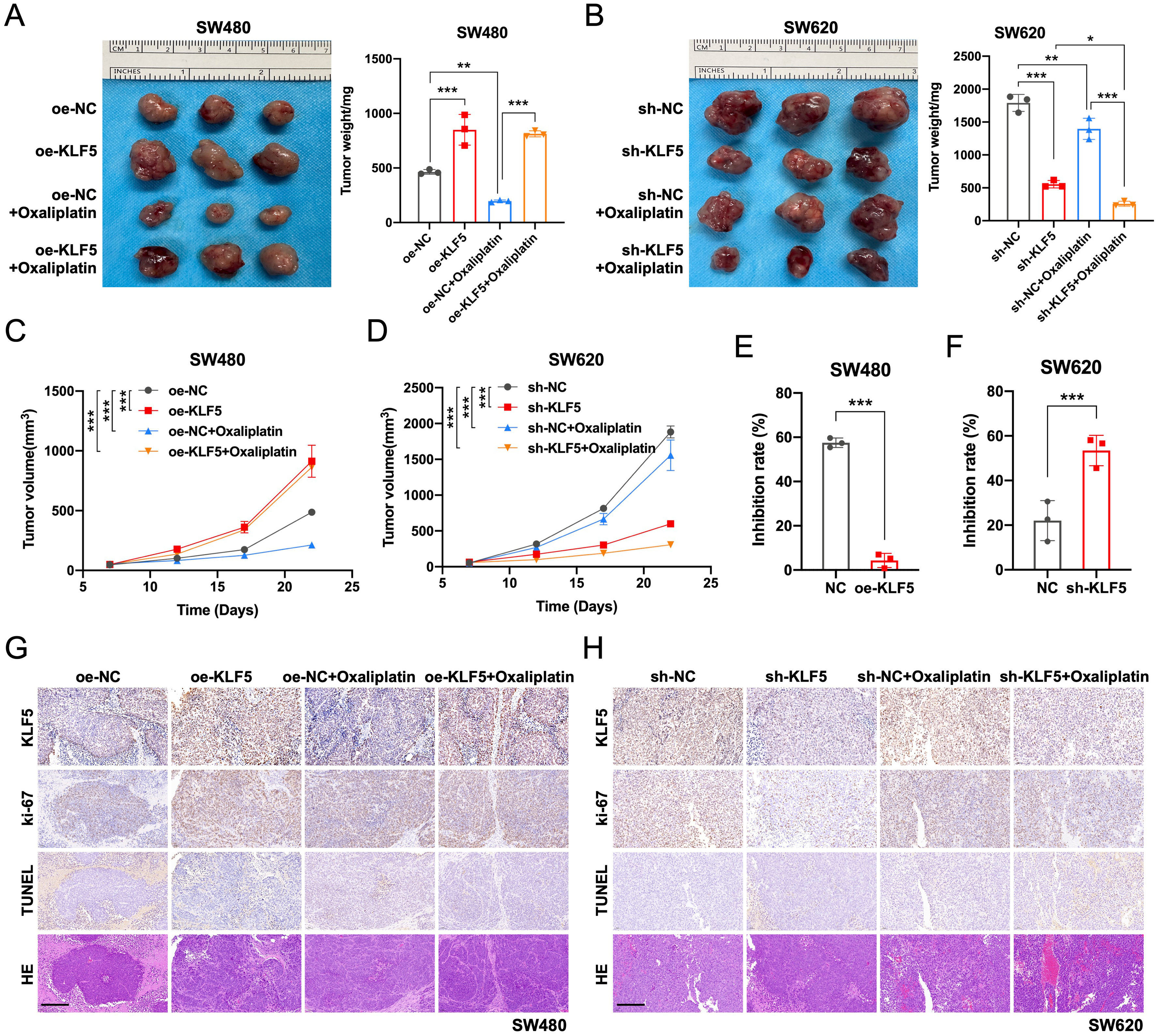 KLF5 promotes tumor proliferation and oxaliplatin resistance via chromatin remodeling in KRAS-mutated colorectal cancer