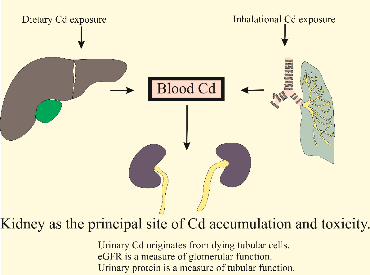 Benchmark dose modeling to define permissible exposure levels for environmental cadmium