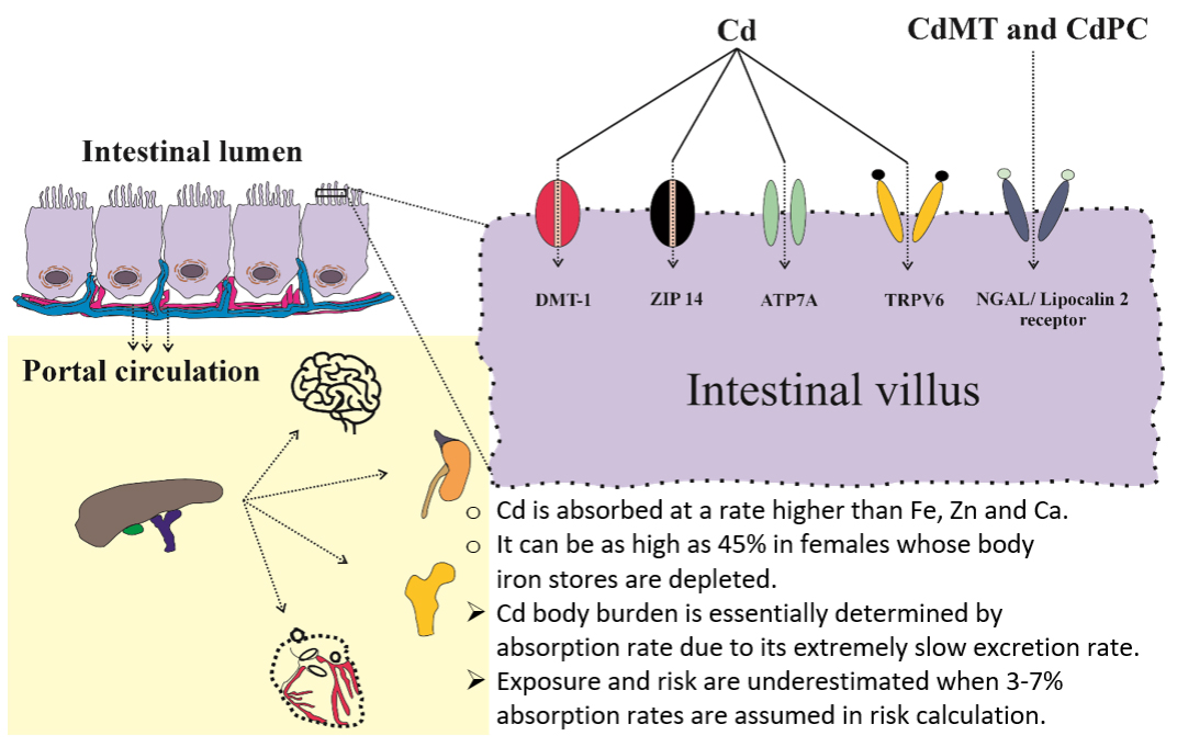 Benchmark dose modeling to define permissible exposure levels for environmental cadmium