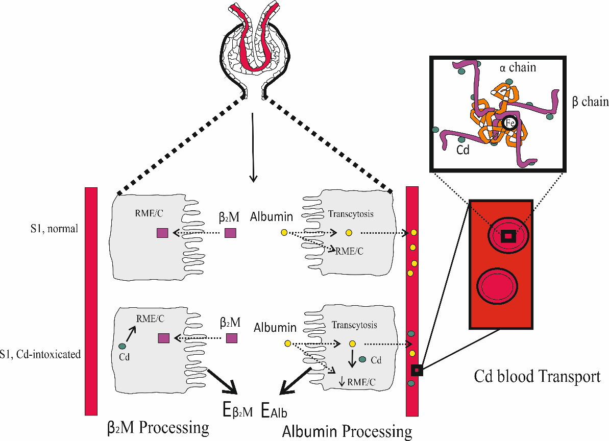 Benchmark dose modeling to define permissible exposure levels for environmental cadmium