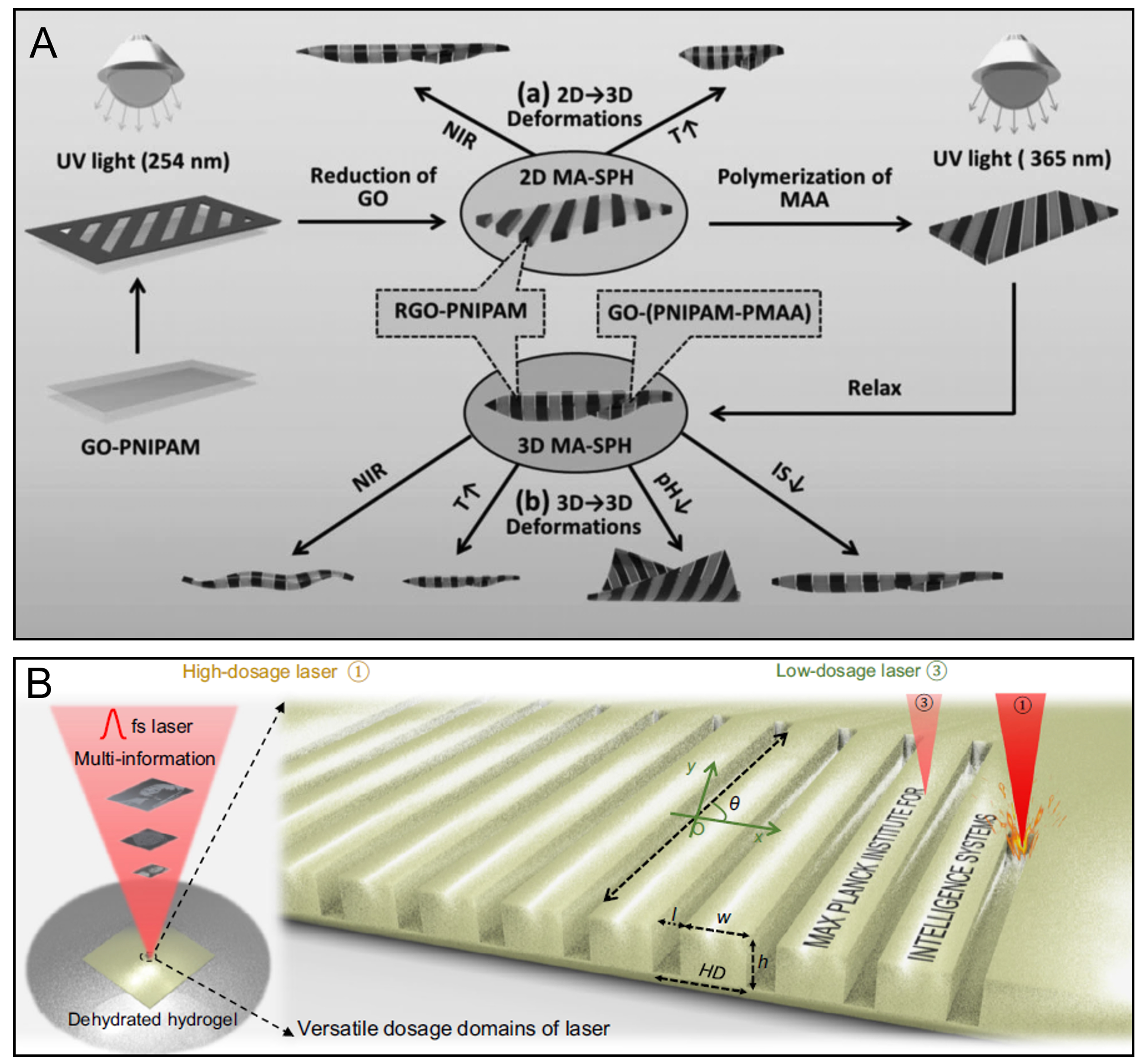 Hydrogel actuators: from building blocks selection, anisotropic structures design to multifunctional applications